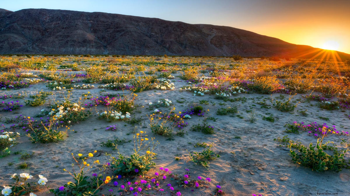 California Super Bloom Guide: Best Wildflower Spots in Greater Palm Springs