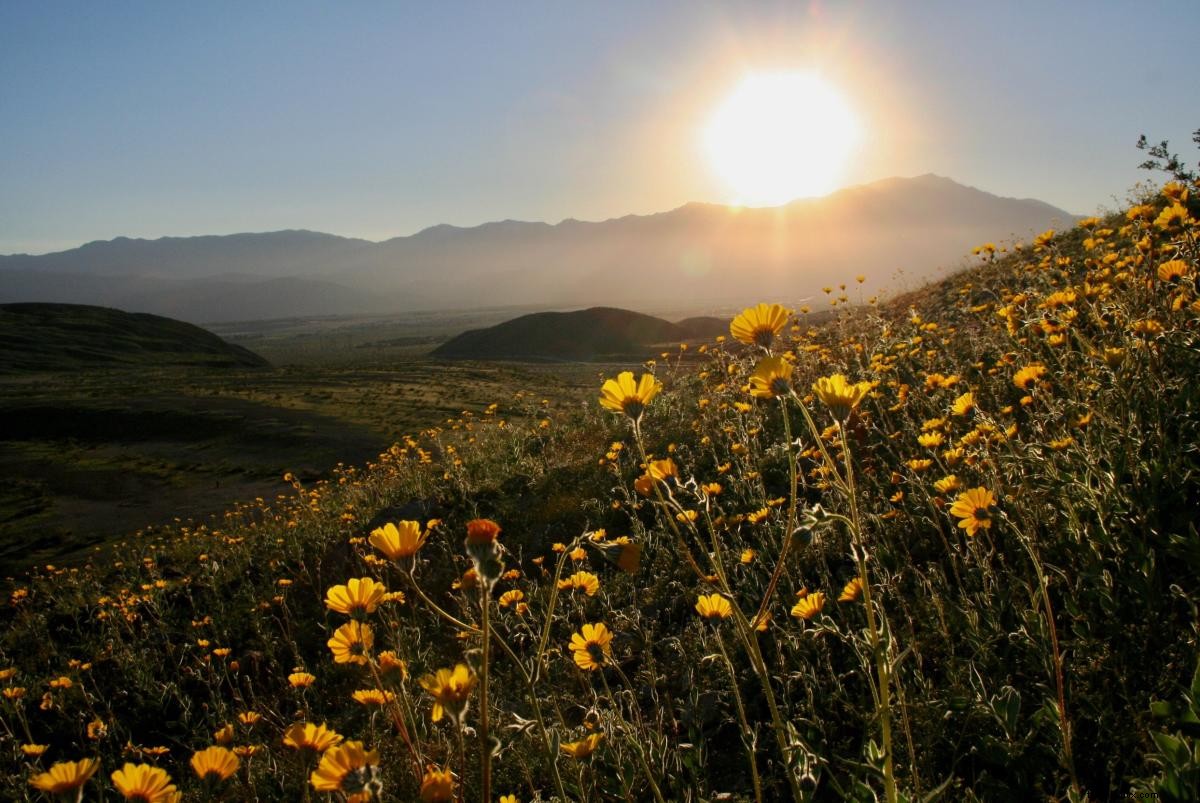 California Super Bloom Guide: Best Wildflower Spots in Greater Palm Springs