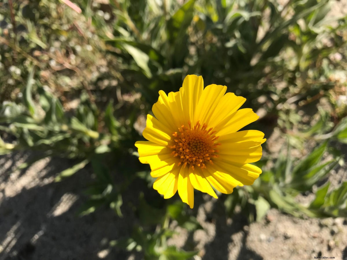 California Super Bloom Guide: Best Wildflower Spots in Greater Palm Springs