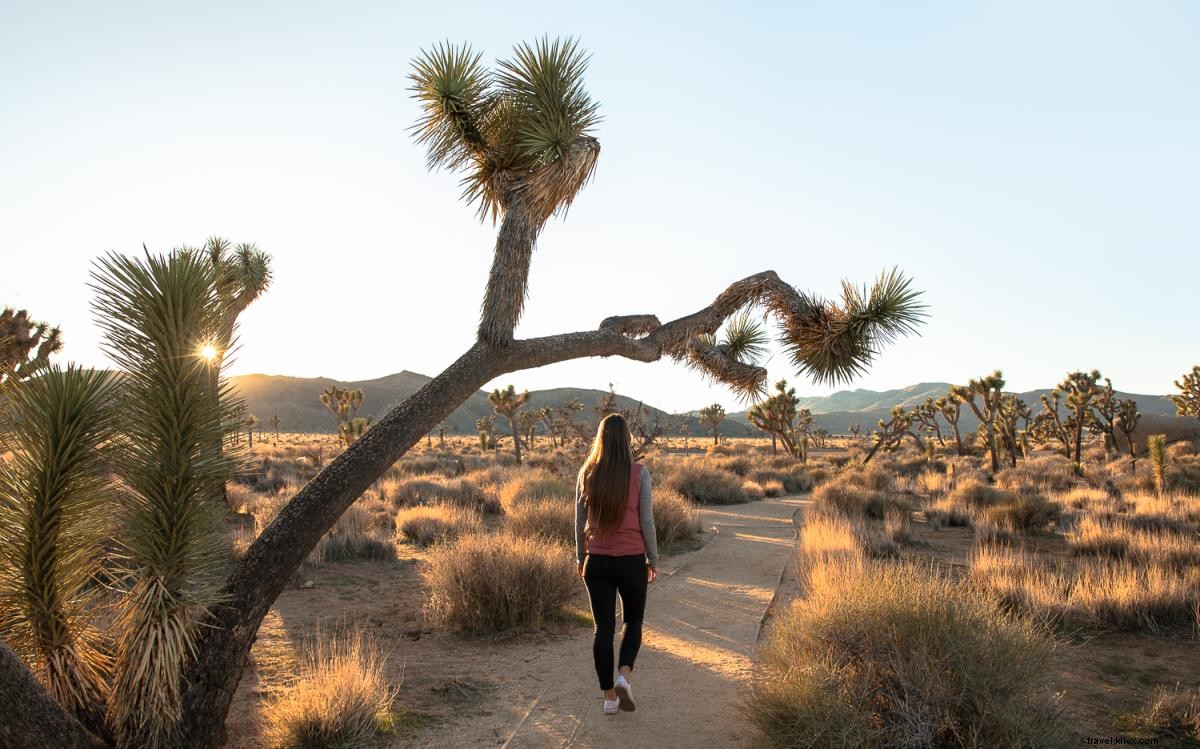 9 Easy and Scenic Hikes in Greater Palm Springs for Picnics and Relaxation