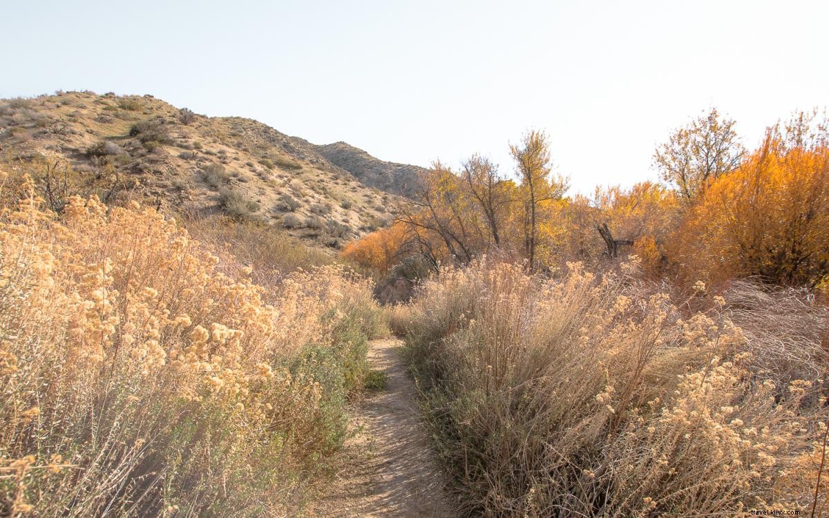 9 Easy and Scenic Hikes in Greater Palm Springs for Picnics and Relaxation