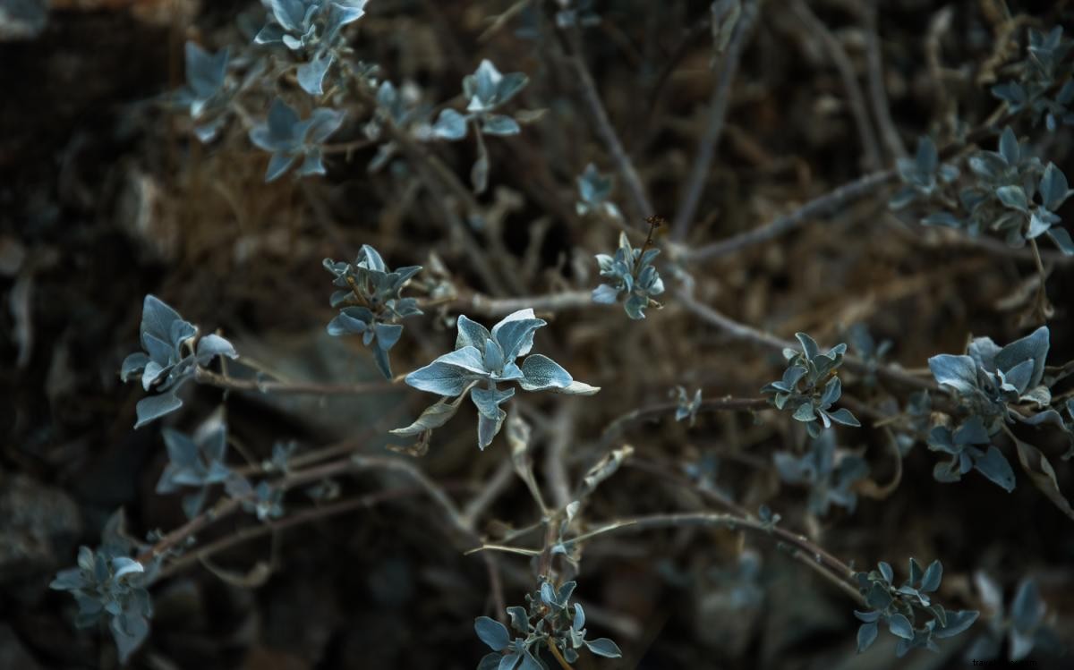 9 Easy and Scenic Hikes in Greater Palm Springs for Picnics and Relaxation