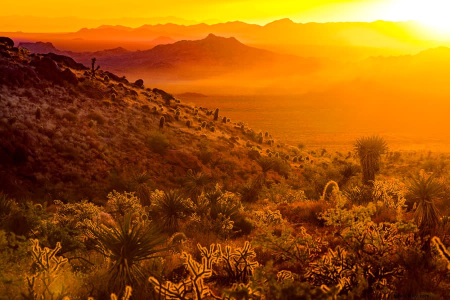 Essential Insider Tips for an Unforgettable Mitchell Caverns Tour