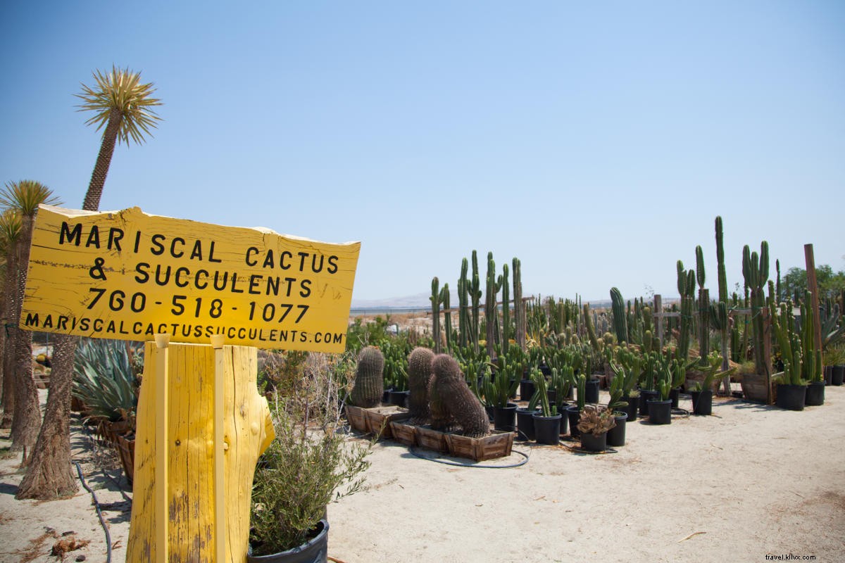 Ultimate Guide to Desert Gardens, Nurseries & Plant Hotspots in Greater Palm Springs