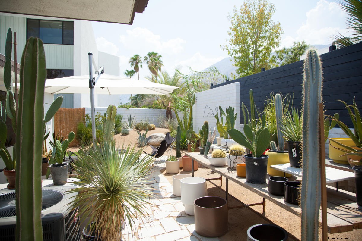 Ultimate Guide to Desert Gardens, Nurseries & Plant Hotspots in Greater Palm Springs
