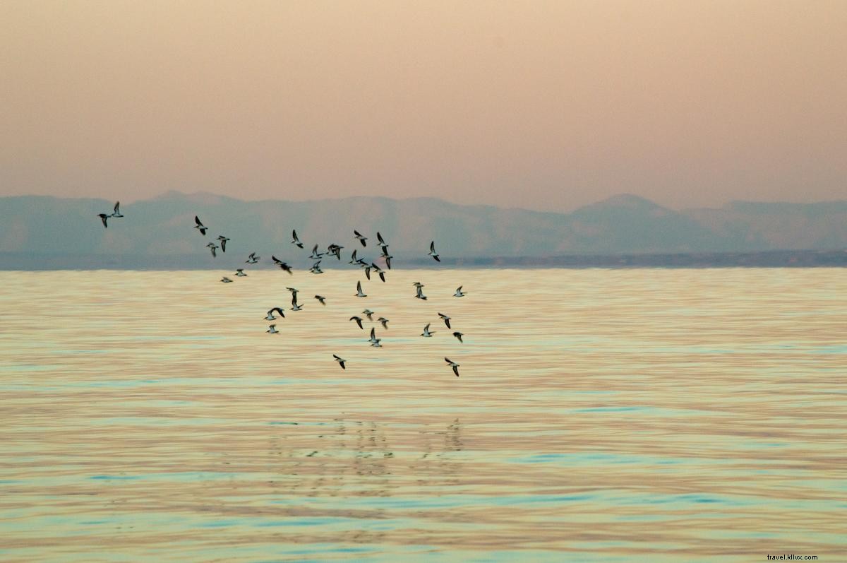 First-Time Visitor s Guide to the Salton Sea: California s Accidental Inland Wonder