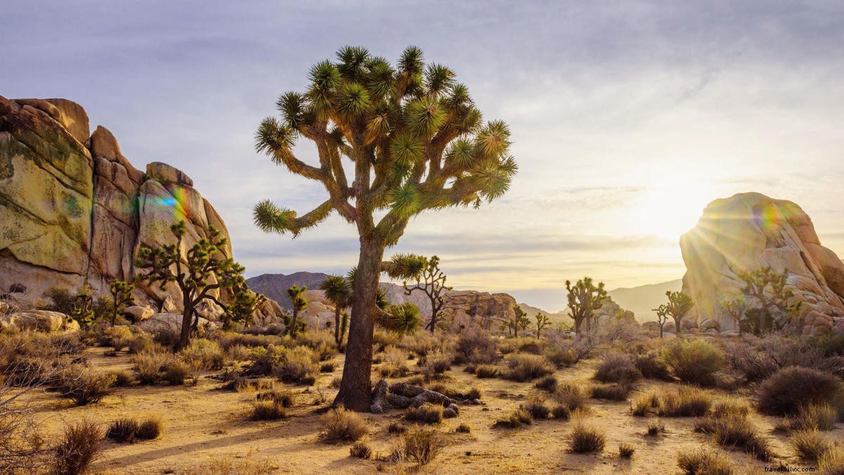 Best Camping Spots in and Around Greater Palm Springs: Joshua Tree, Anza-Borrego & More
