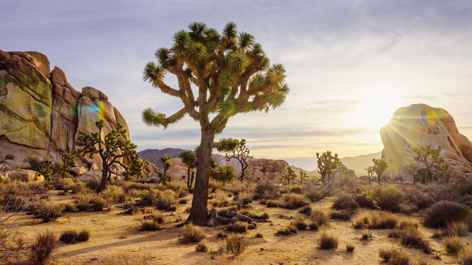 Best Places to Eat in Joshua Tree: Top Restaurants and Cafés for Every Taste