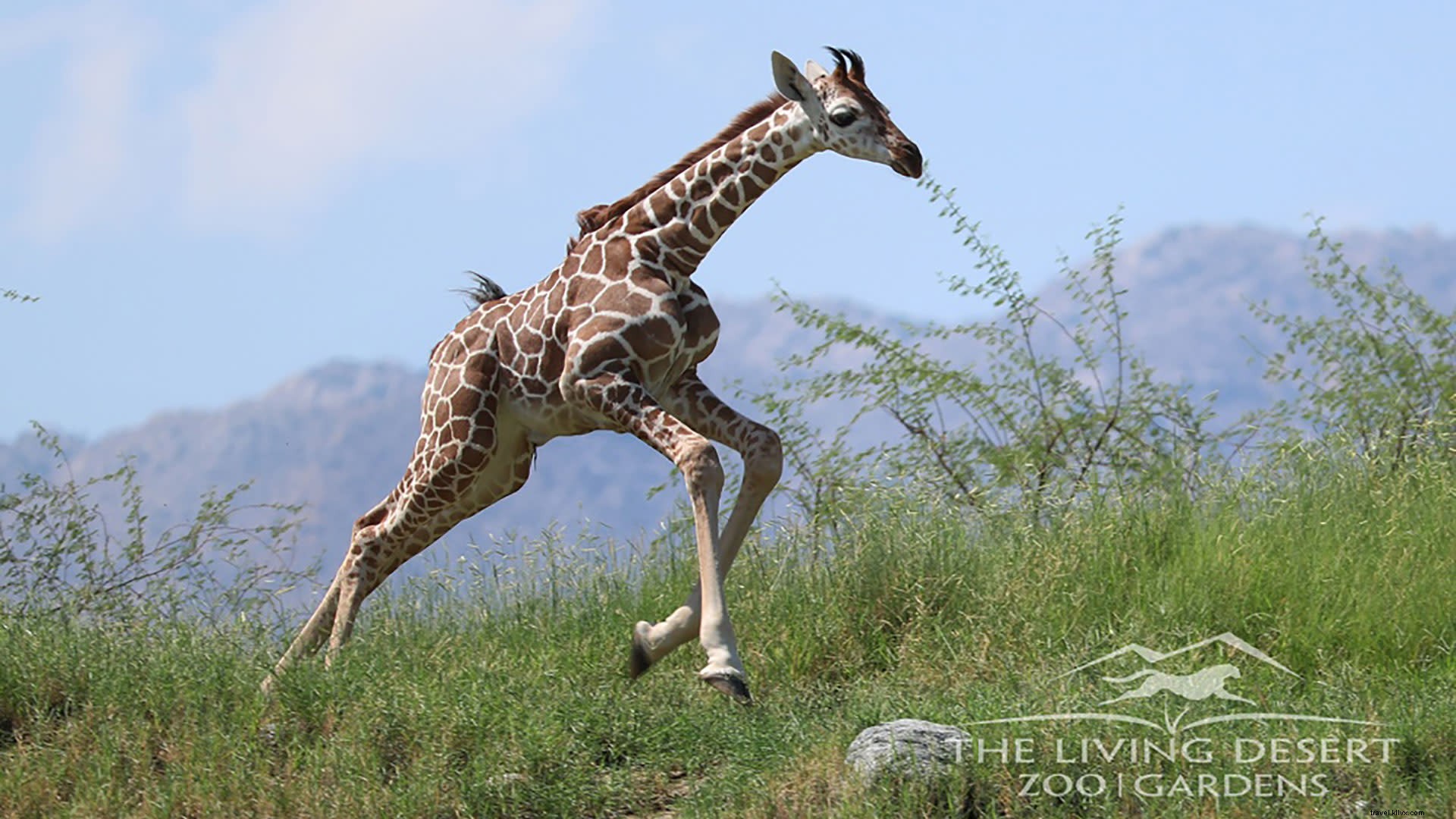 Celebrate the Year of the Giraffe at The Living Desert: Events and Conservation Efforts