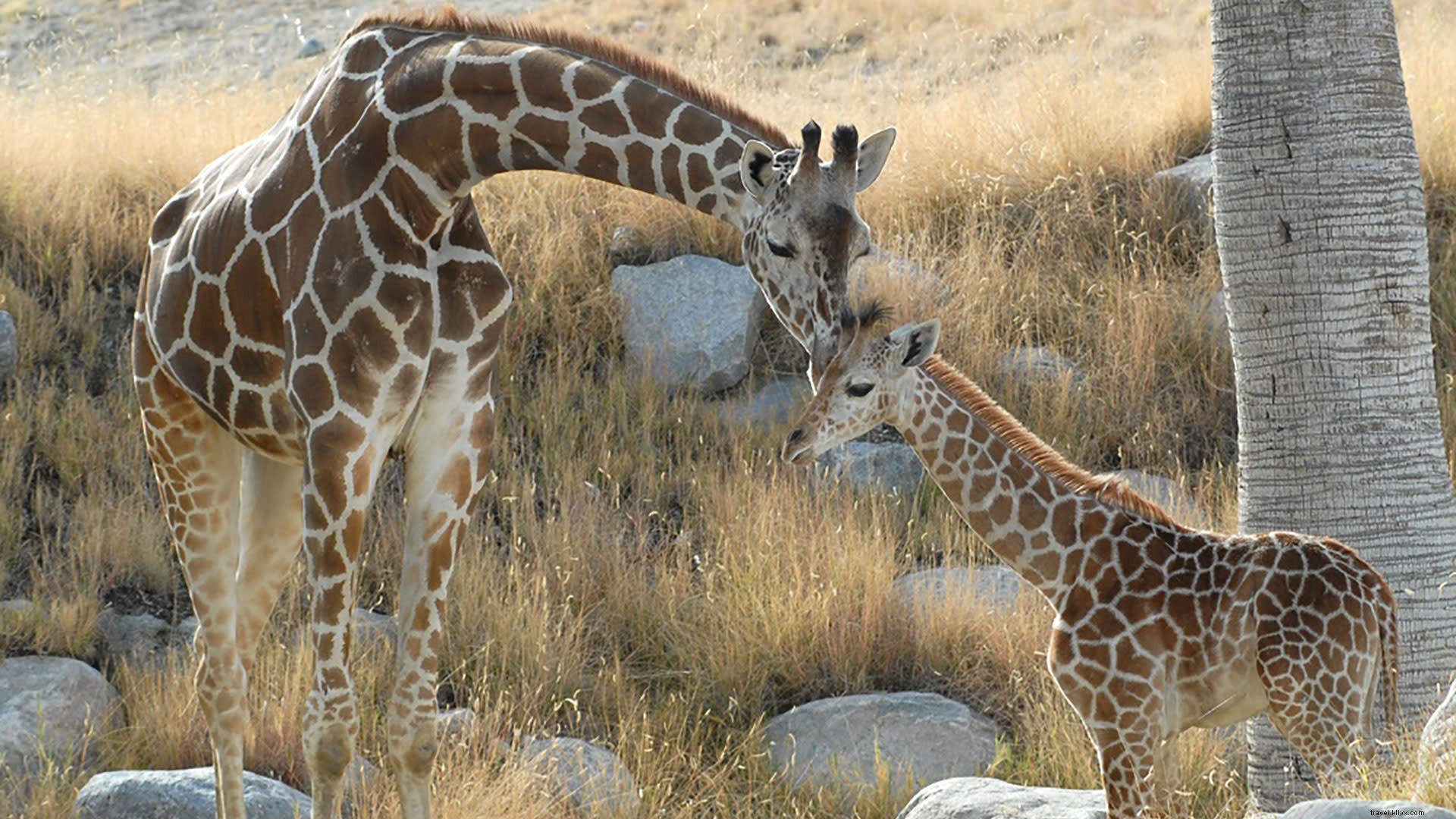 Celebrate the Year of the Giraffe at The Living Desert: Events and Conservation Efforts