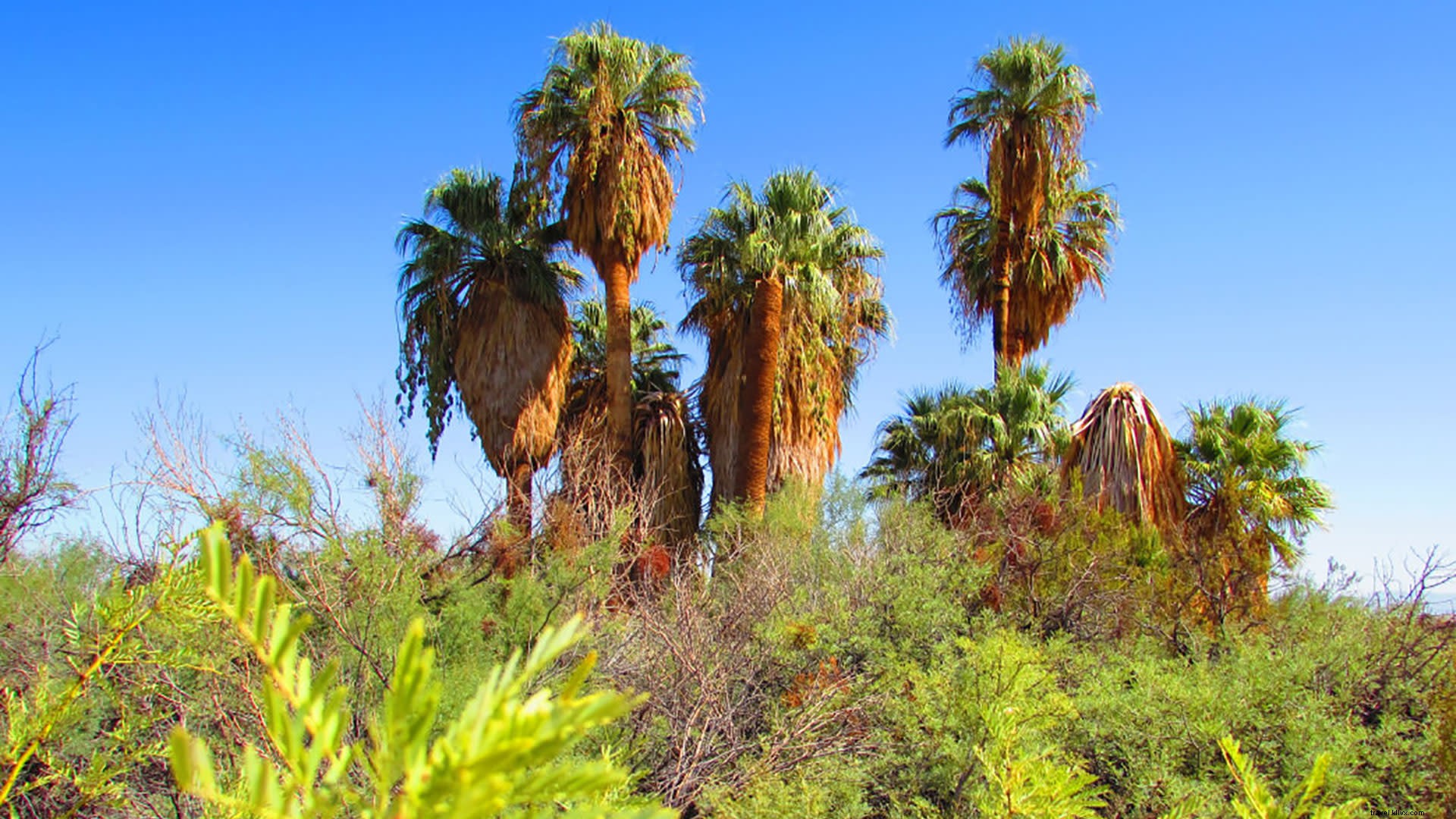 Top Oasis Hikes in Greater Palm Springs: Stunning Desert Trails and Hidden Gems