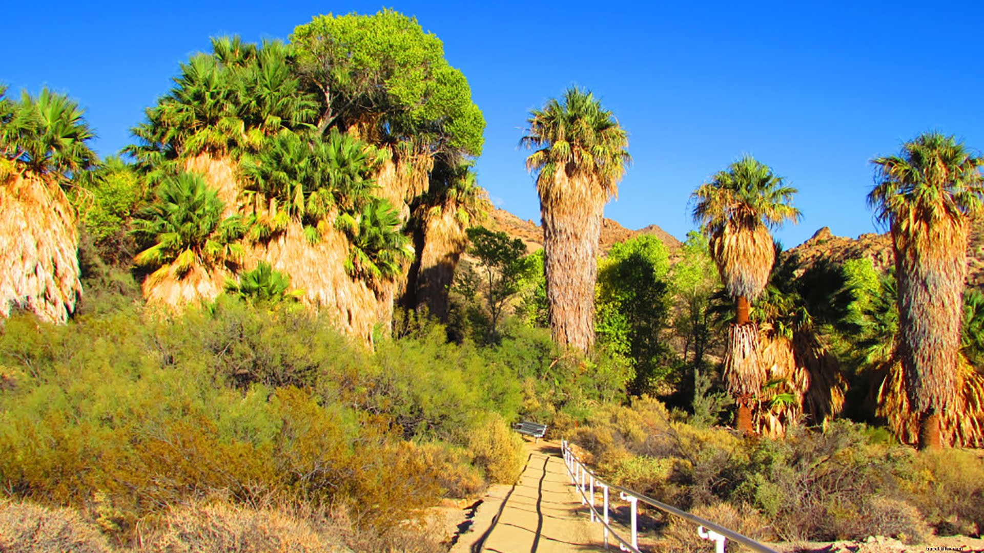 Top Oasis Hikes in Greater Palm Springs: Stunning Desert Trails and Hidden Gems