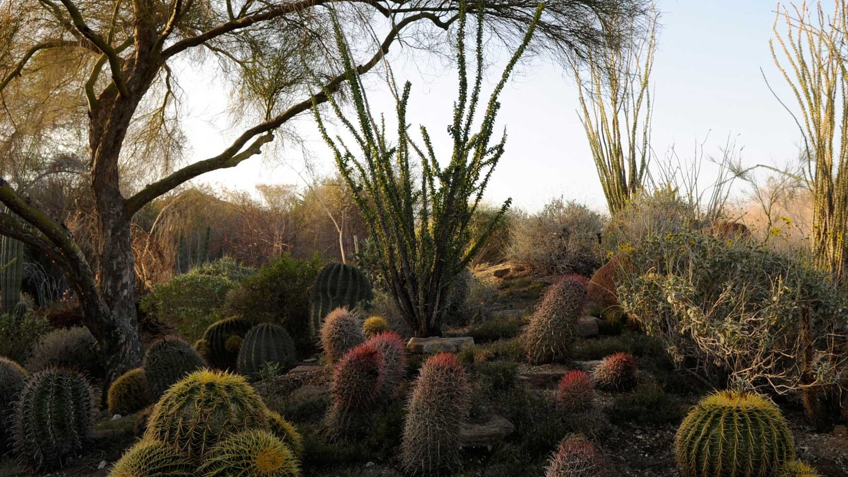 Discover Exclusive Oasis Experiences in Greater Palm Springs