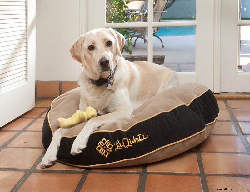 Pamper Your Pup in Greater Palm Springs: Luxury Dog Spas, Dining & Stays