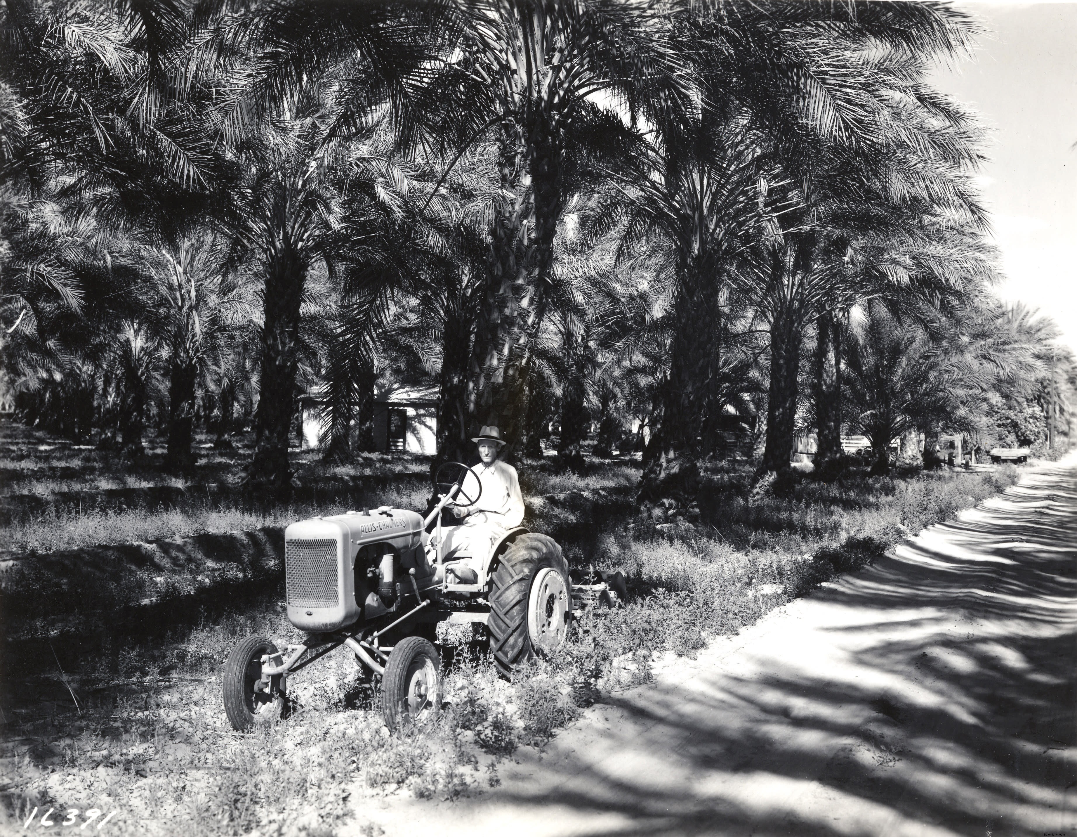 Discover the Best Dates in Greater Palm Springs: History, Varieties, and Shields Date Gardens