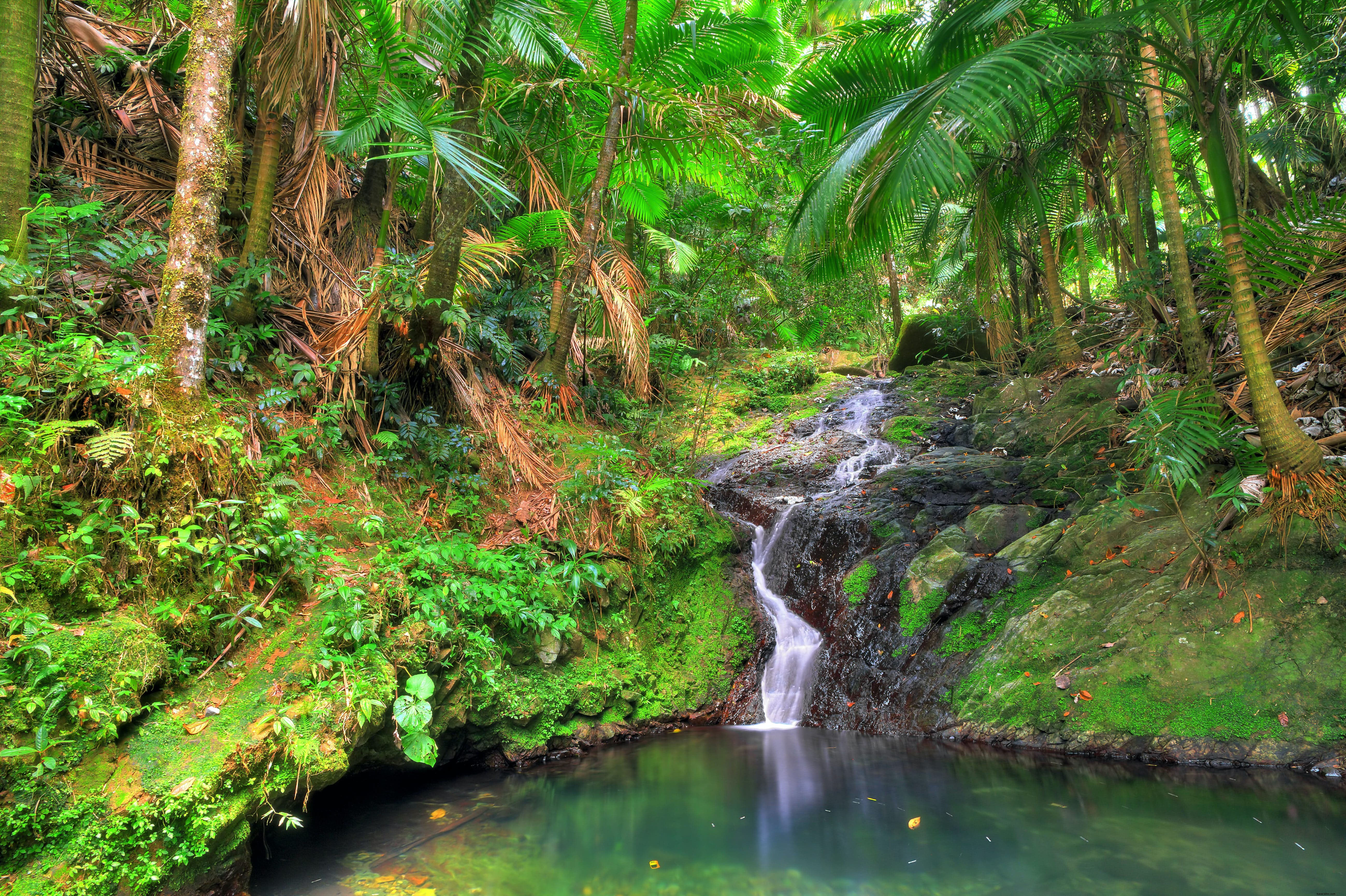 El Yunque National Forest: Puerto Rico s Premier Tropical Rainforest Guide