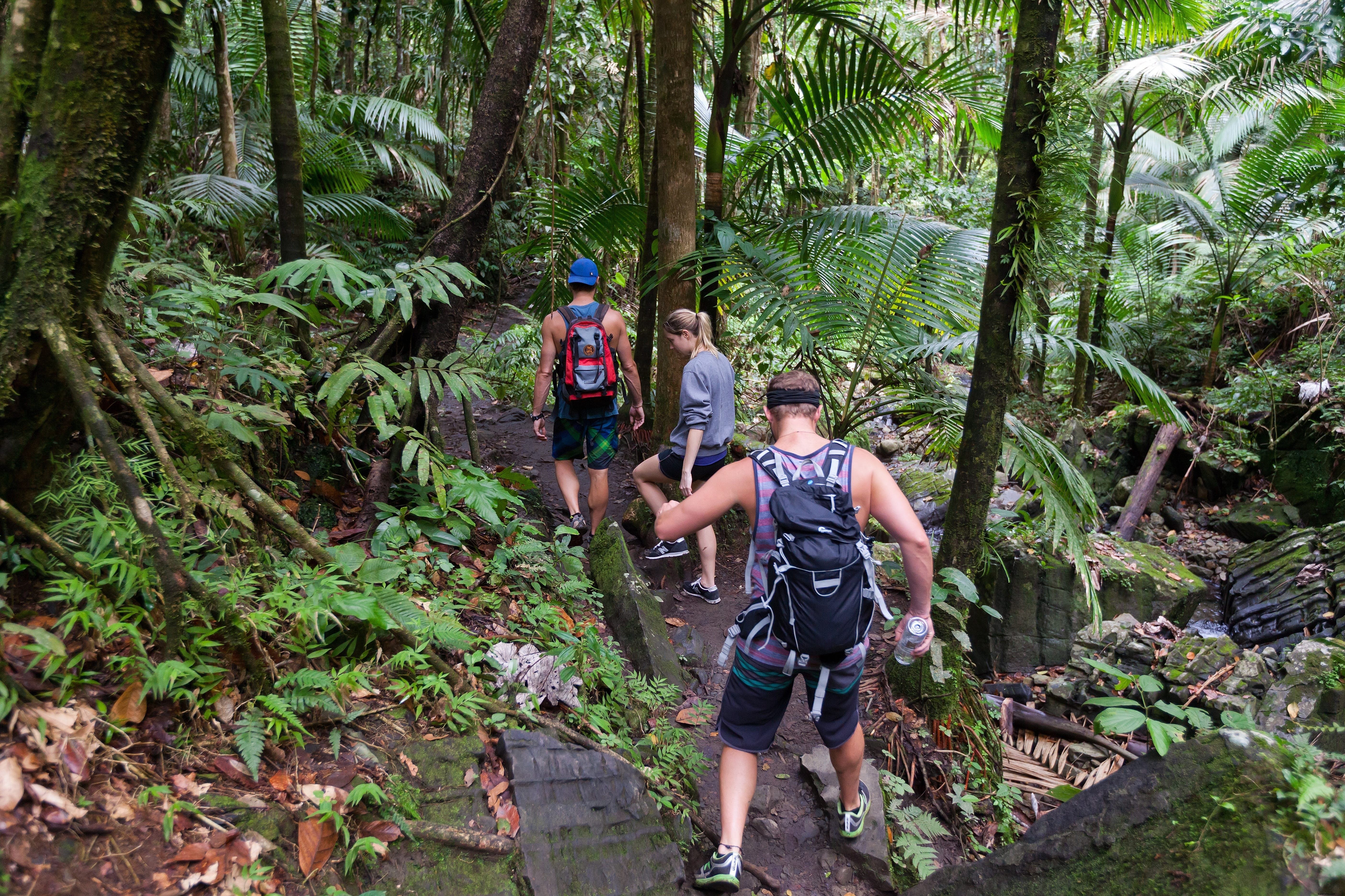 El Yunque National Forest: Puerto Rico s Premier Tropical Rainforest Guide