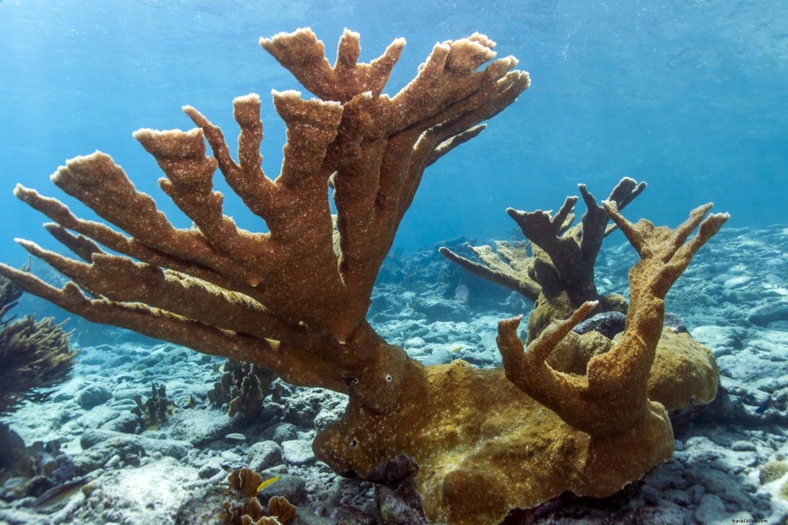 Bonaire National Marine Park: Premier Destination for Divers and Snorkelers