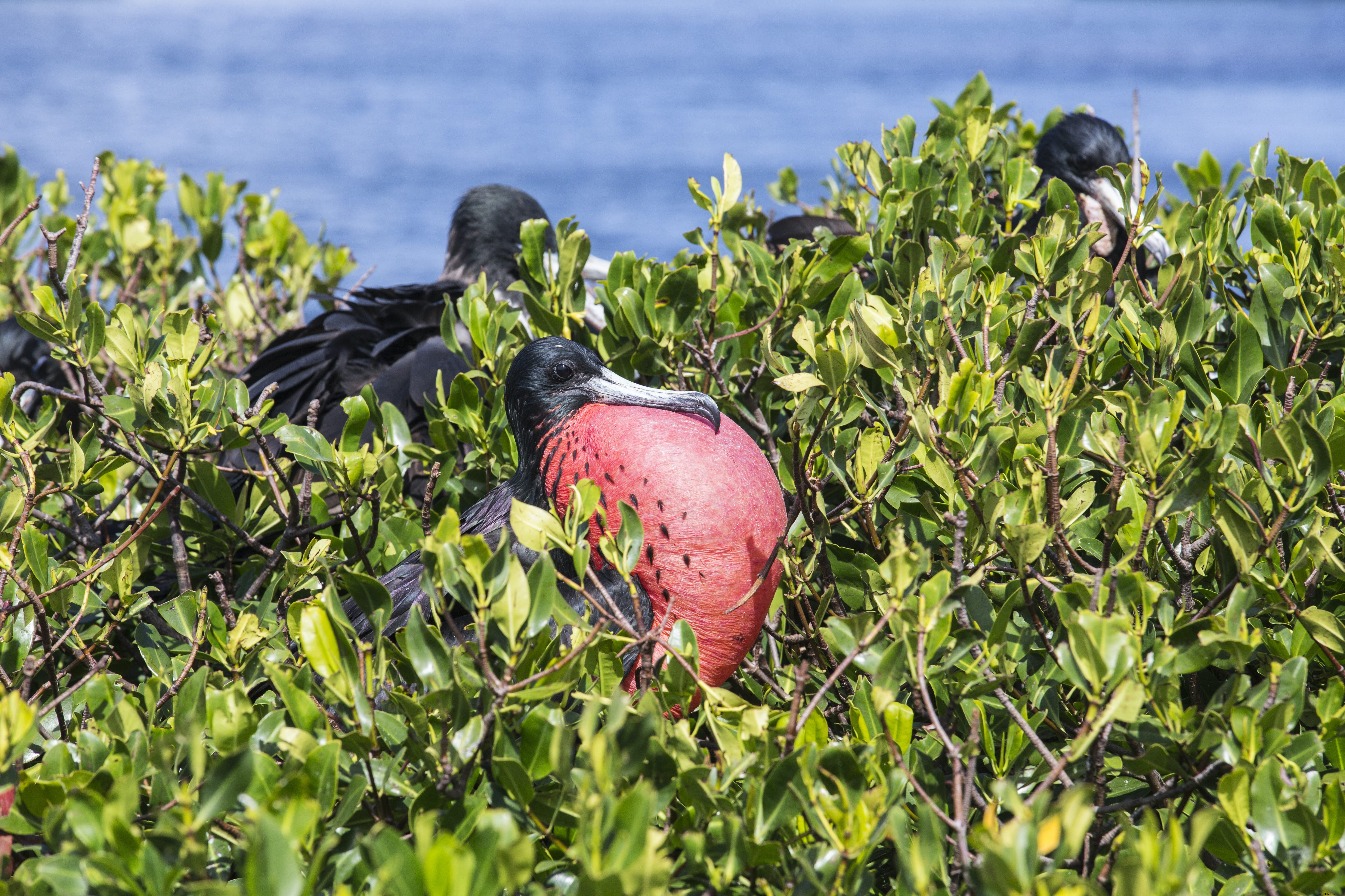 Codrington Lagoon National Park: World s Largest Frigate Bird Colony