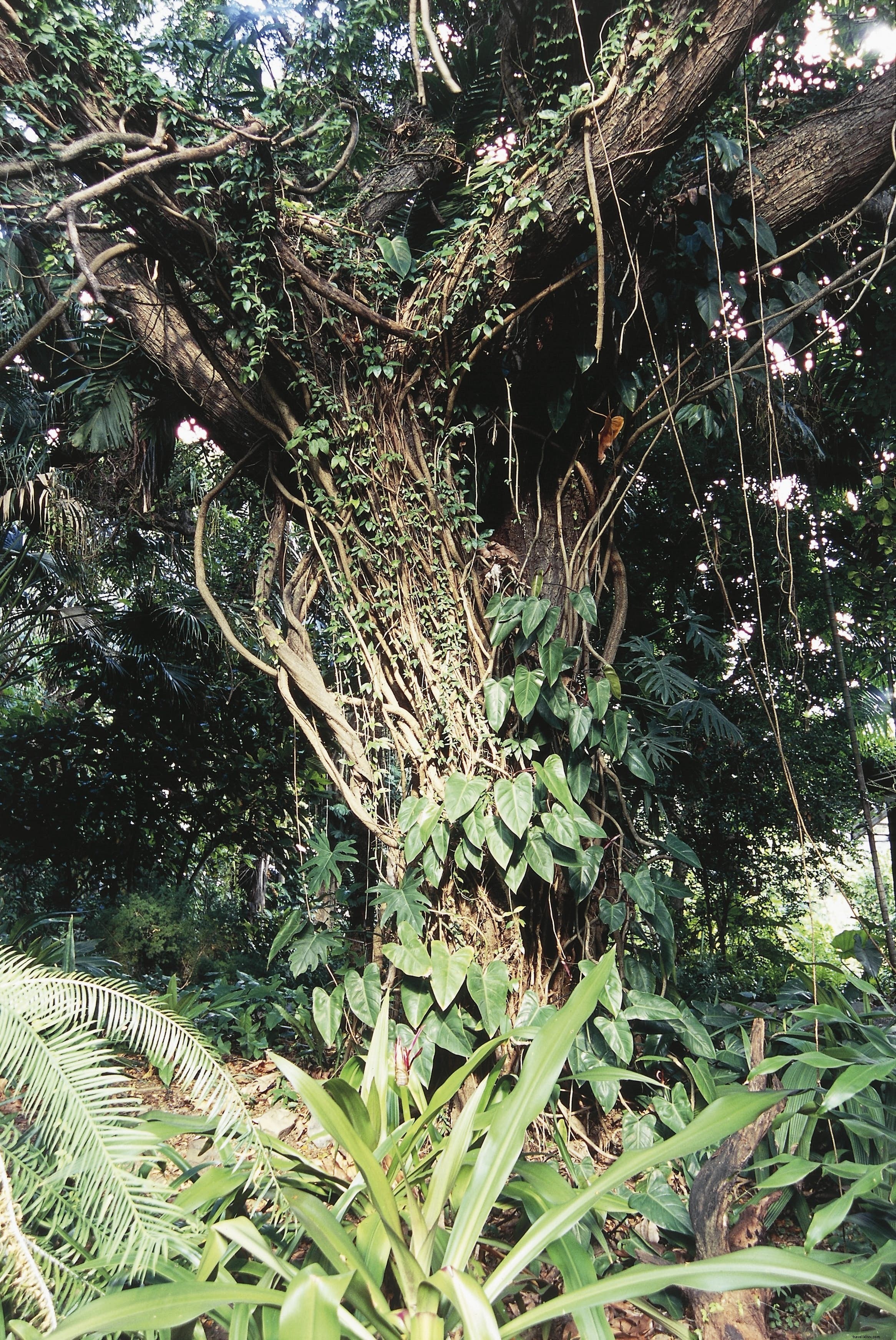 Sage Mountain National Park: Virgin Islands  Highest Peak and Premier Hiking Destination