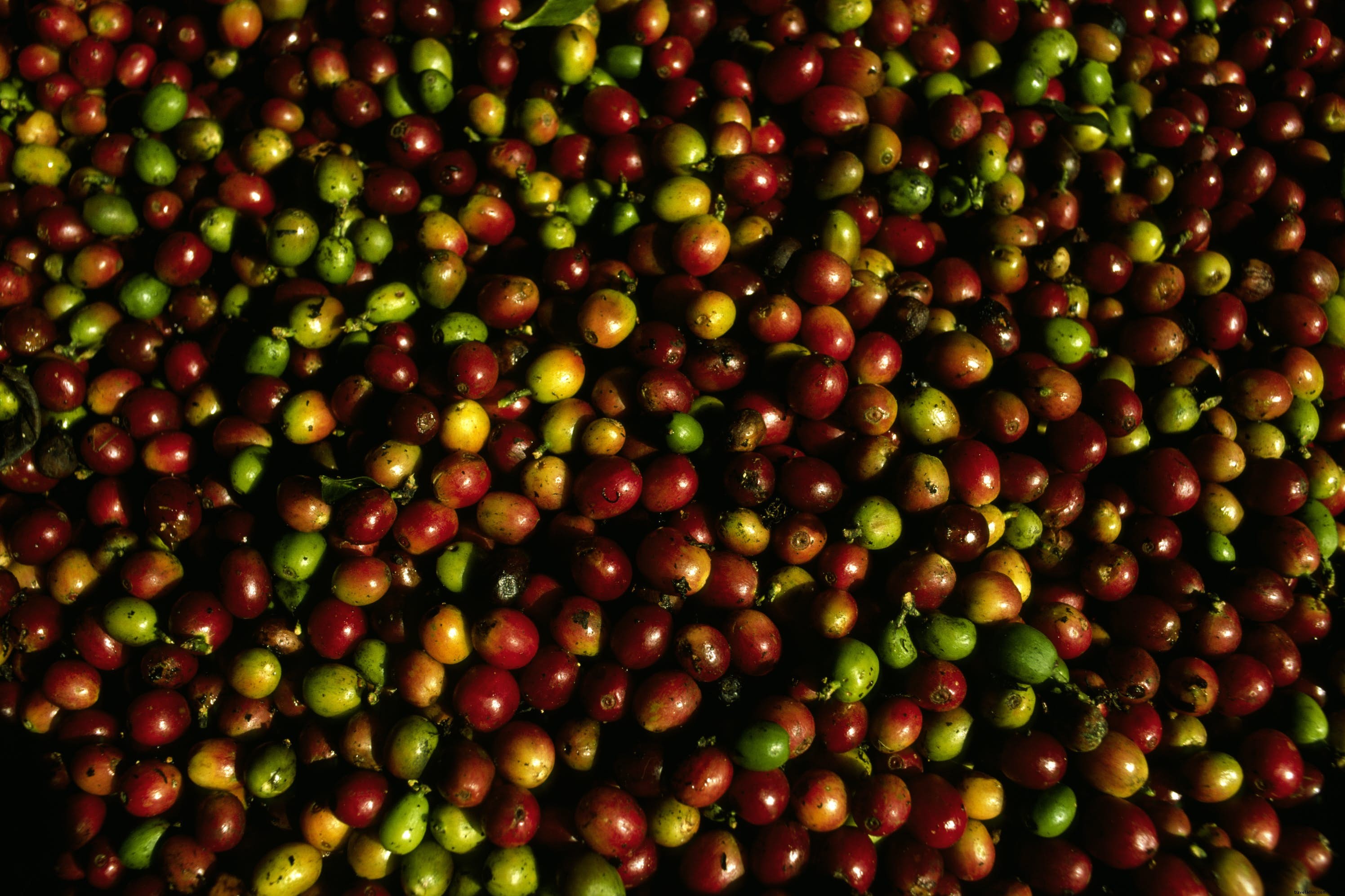 Hacienda San Pedro: Authentic Working Coffee Farm with Museum, Tours, and Exquisite Tastings