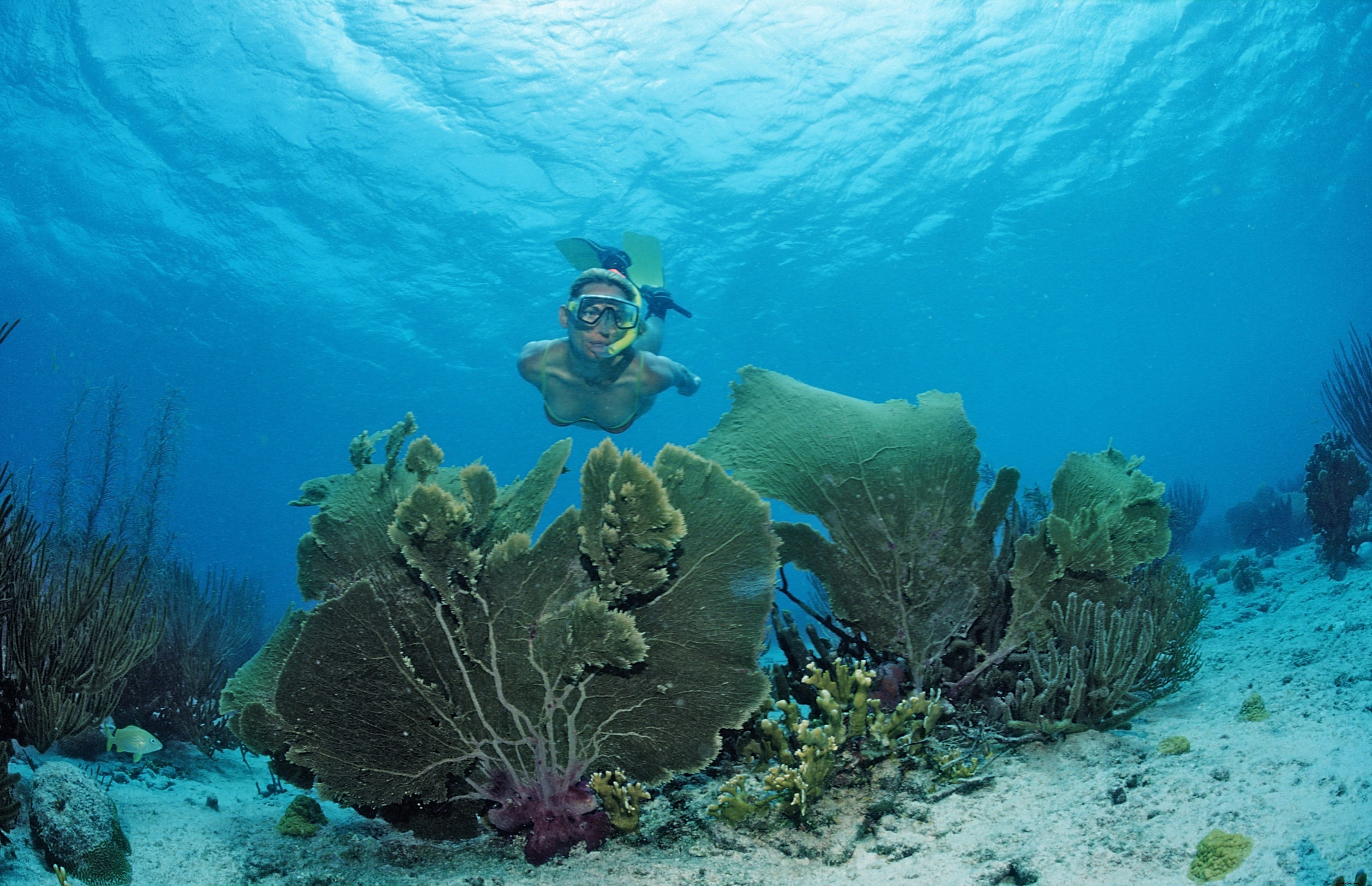 Réserve Cousteau: World-Renowned Dive Paradise at Pigeon Island