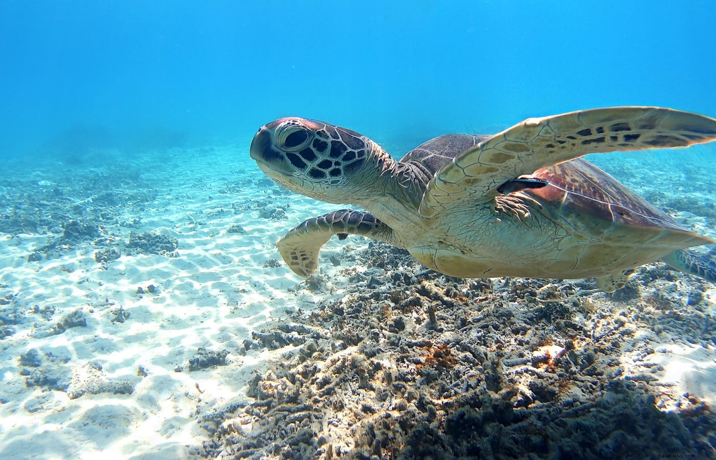 Discover Okinawa s Natural Wonders: National Parks, Coral Reefs, Forests, and Caves