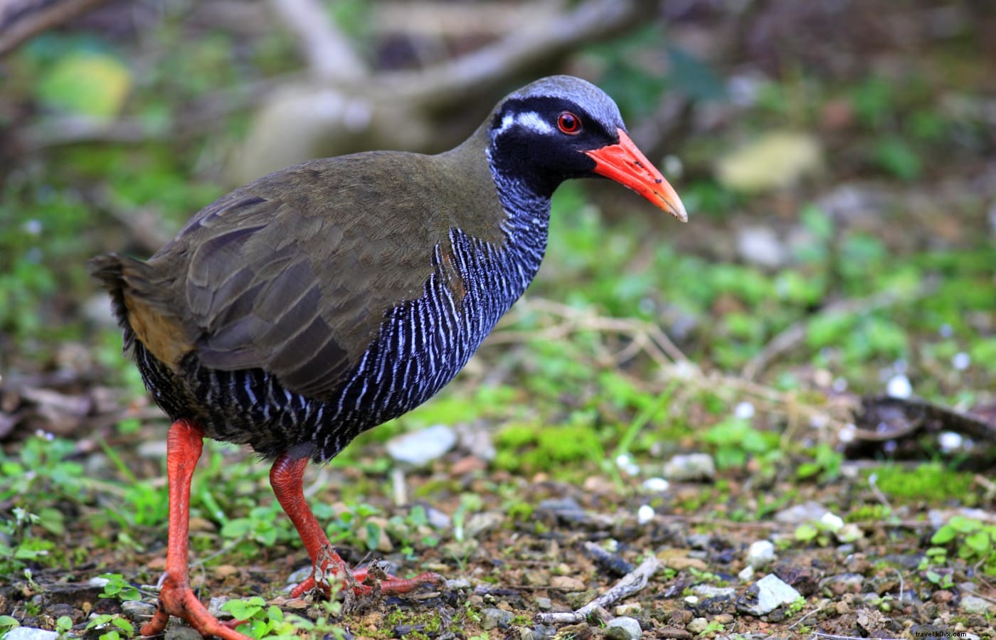 Discover Okinawa s Natural Wonders: National Parks, Coral Reefs, Forests, and Caves