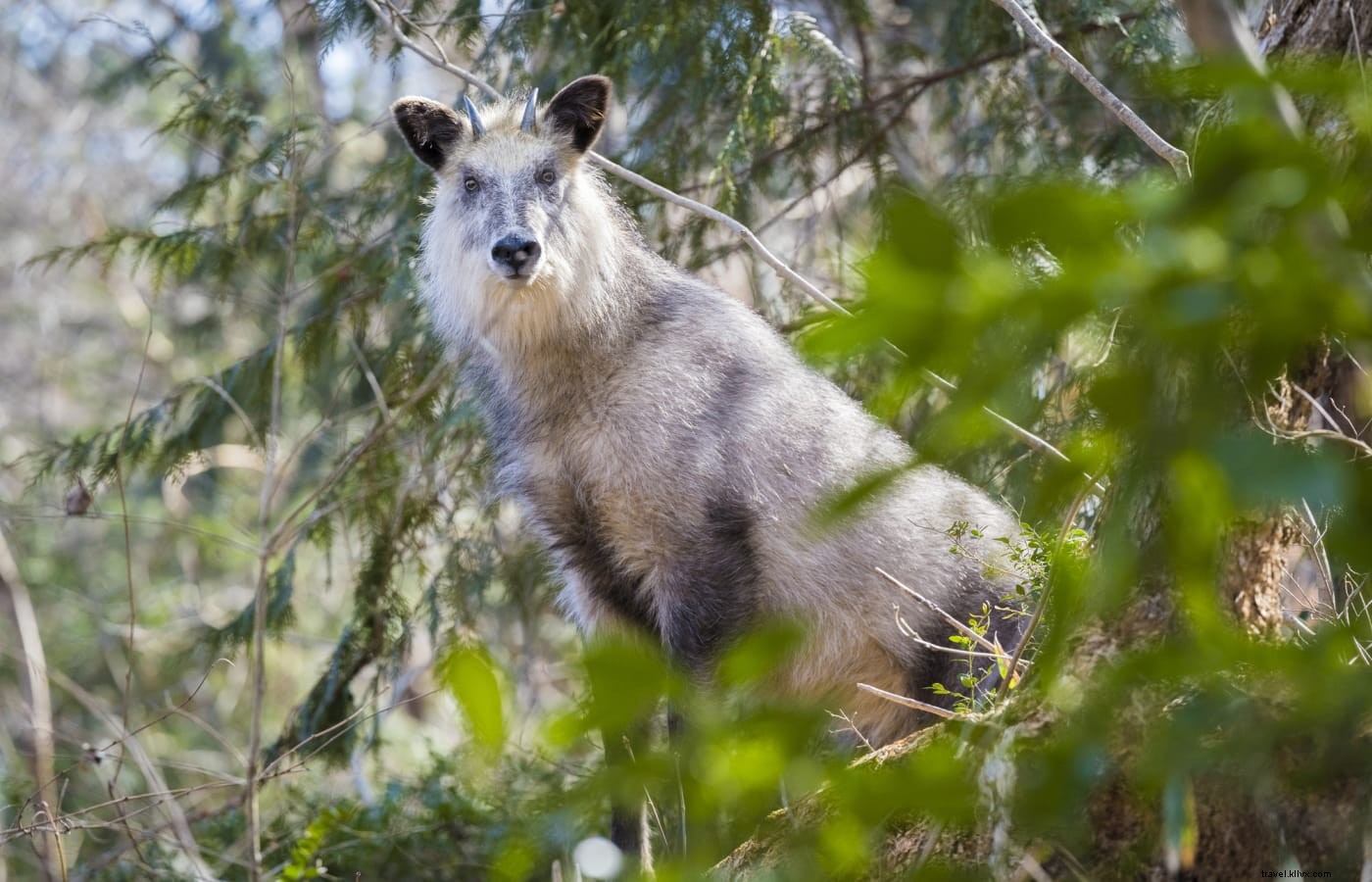 Kamikochi: Your Gateway to the Majestic Japanese Alps