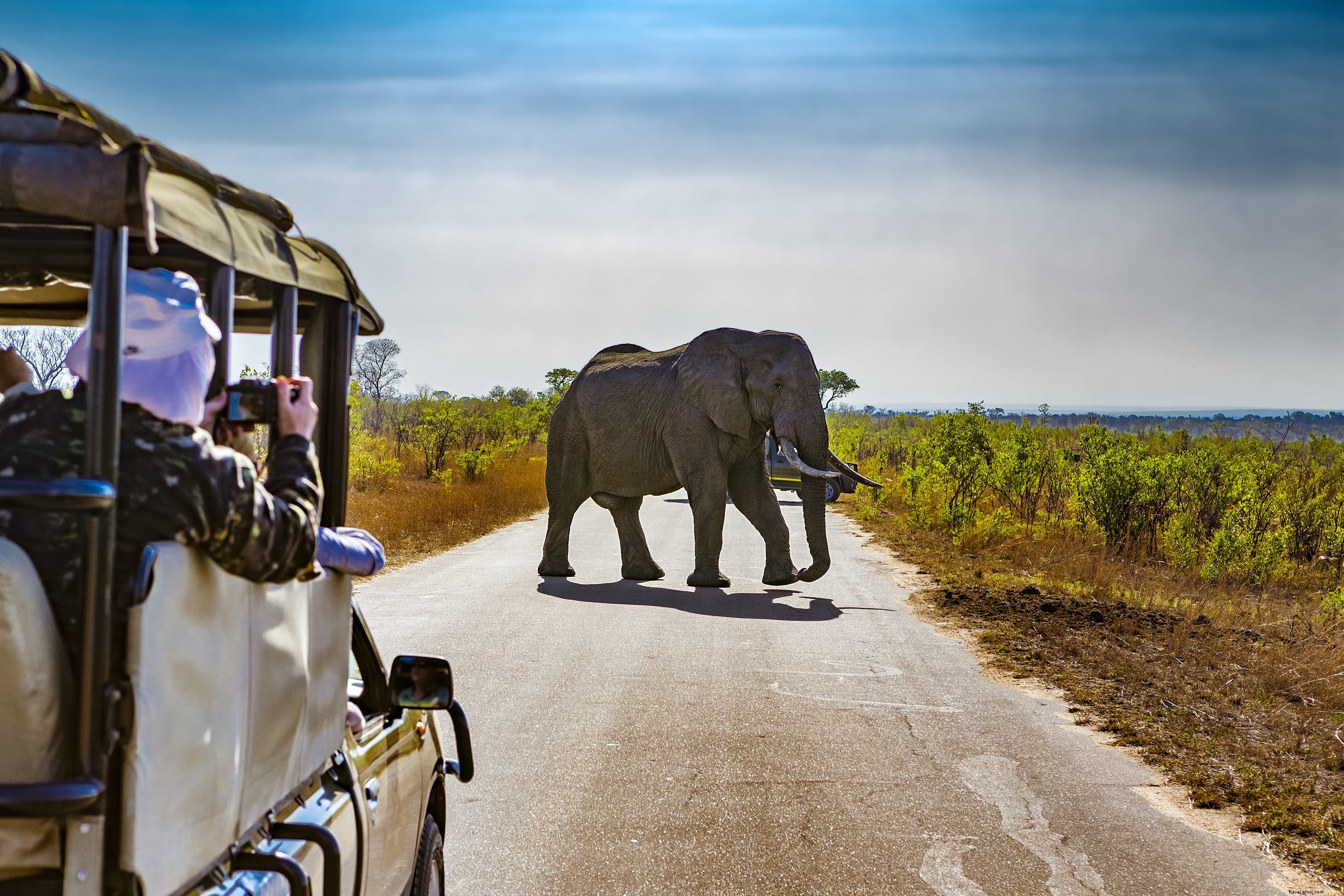 South Africa Safari for First-Timers: 8 Essential Tips Before Booking