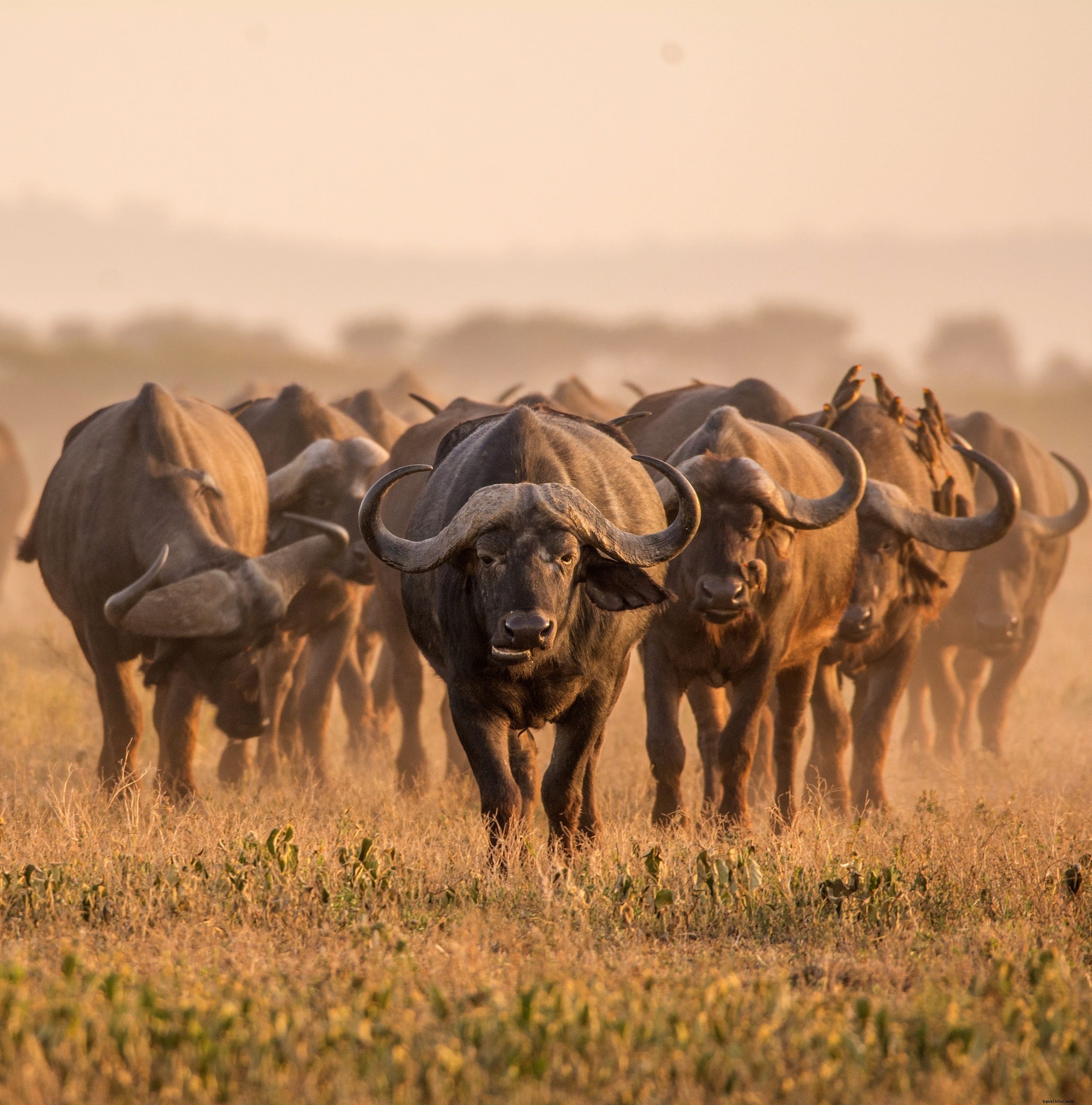 South Africa Safari for First-Timers: 8 Essential Tips Before Booking