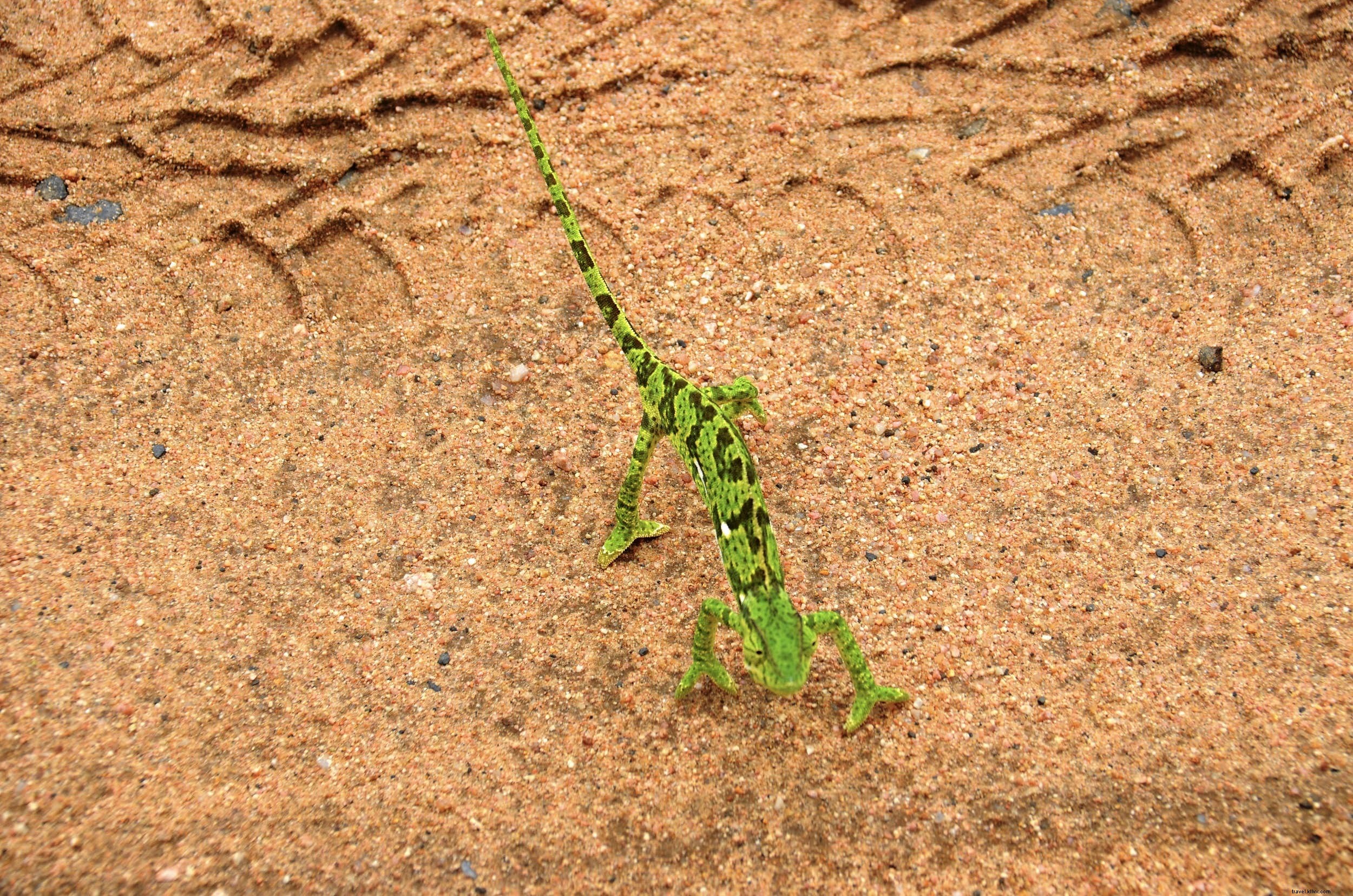 South Africa Safari for First-Timers: 8 Essential Tips Before Booking