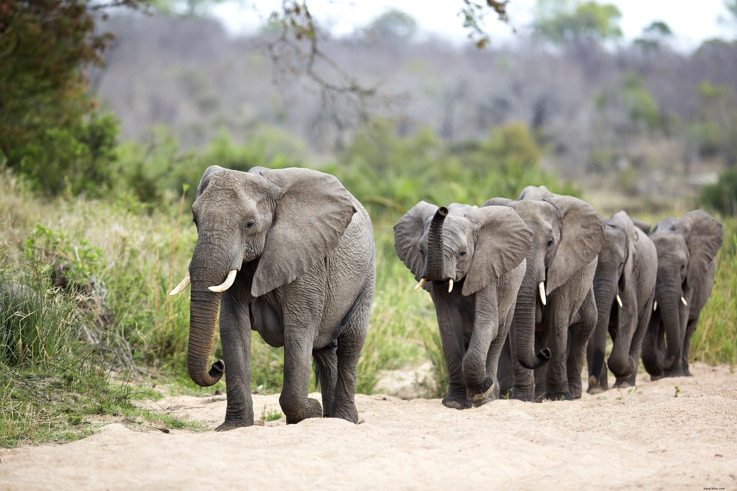 Best Destinations for Your First African Safari: An Expert Country Guide