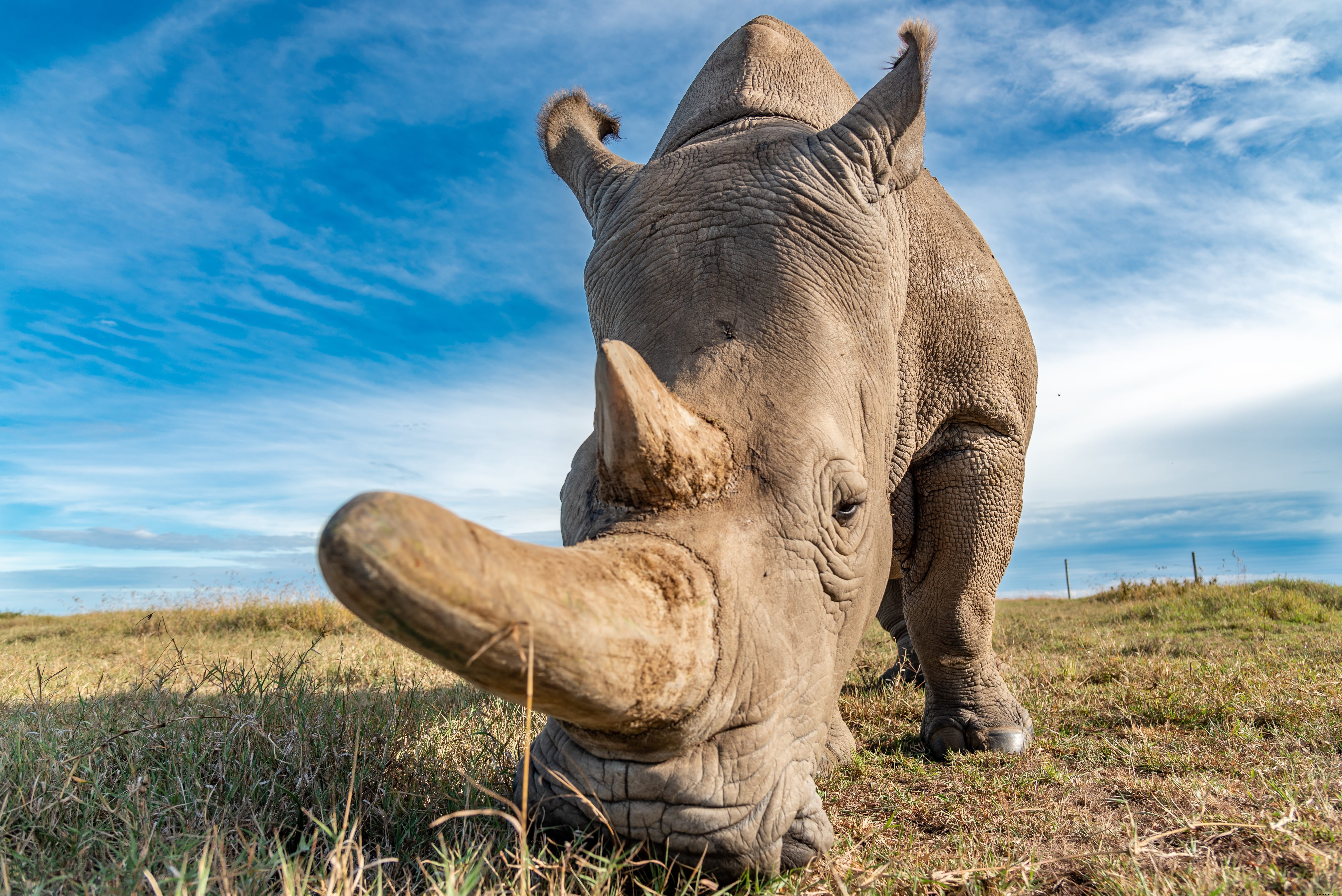 How COVID-19 Fueled Rhino Poaching in Africa – And Proven Ways to Help Stop It