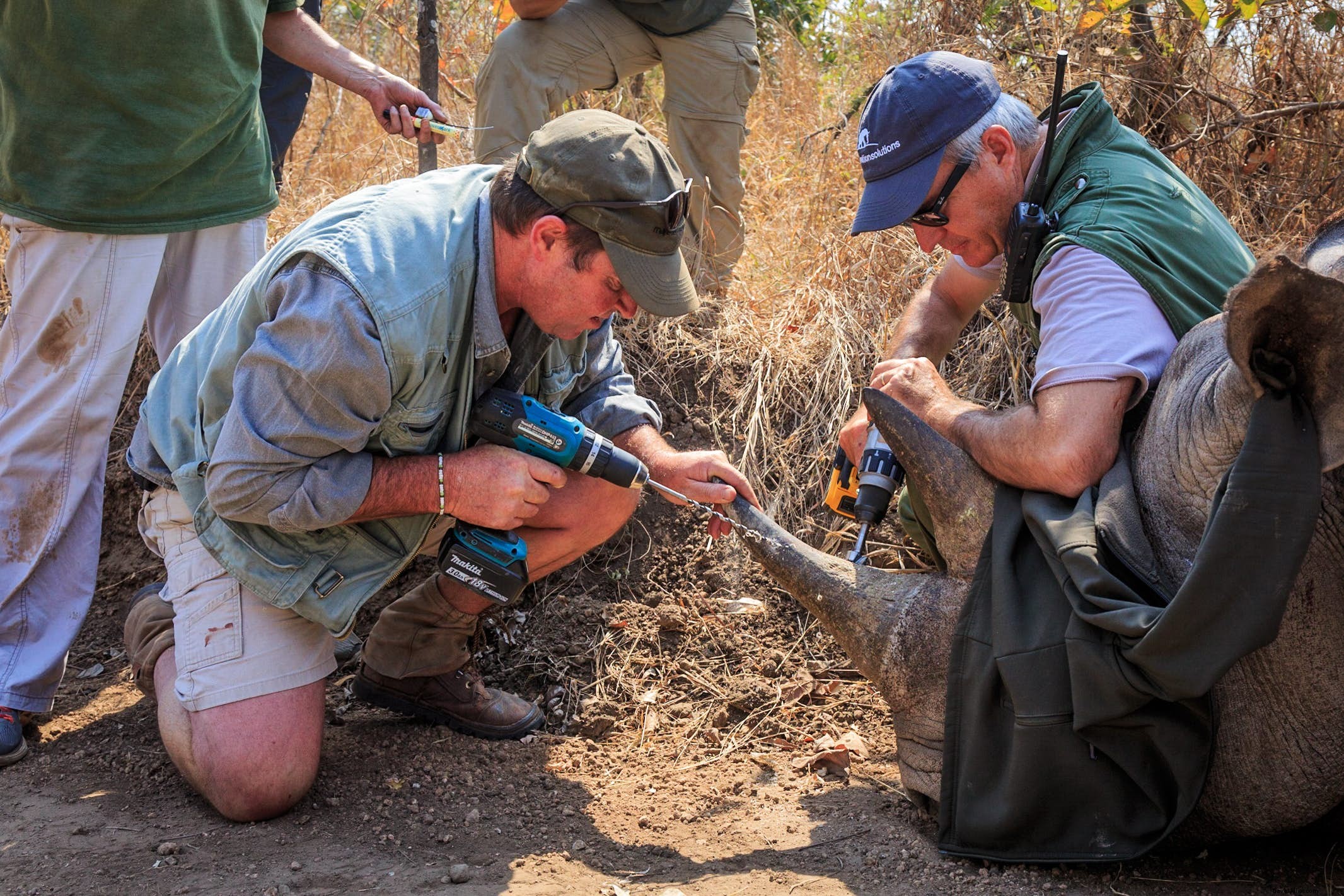 How COVID-19 Fueled Rhino Poaching in Africa – And Proven Ways to Help Stop It
