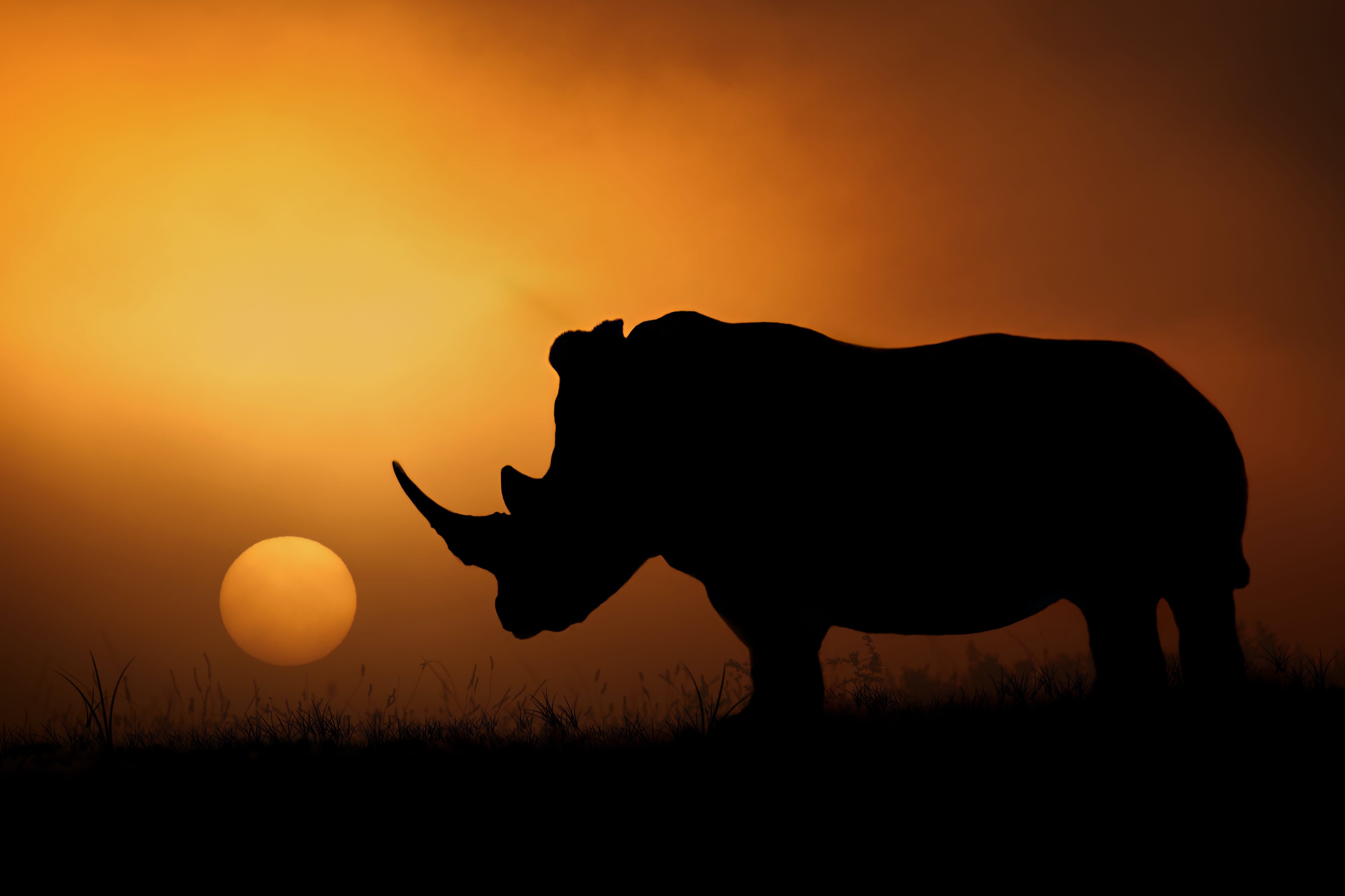 How COVID-19 Fueled Rhino Poaching in Africa – And Proven Ways to Help Stop It