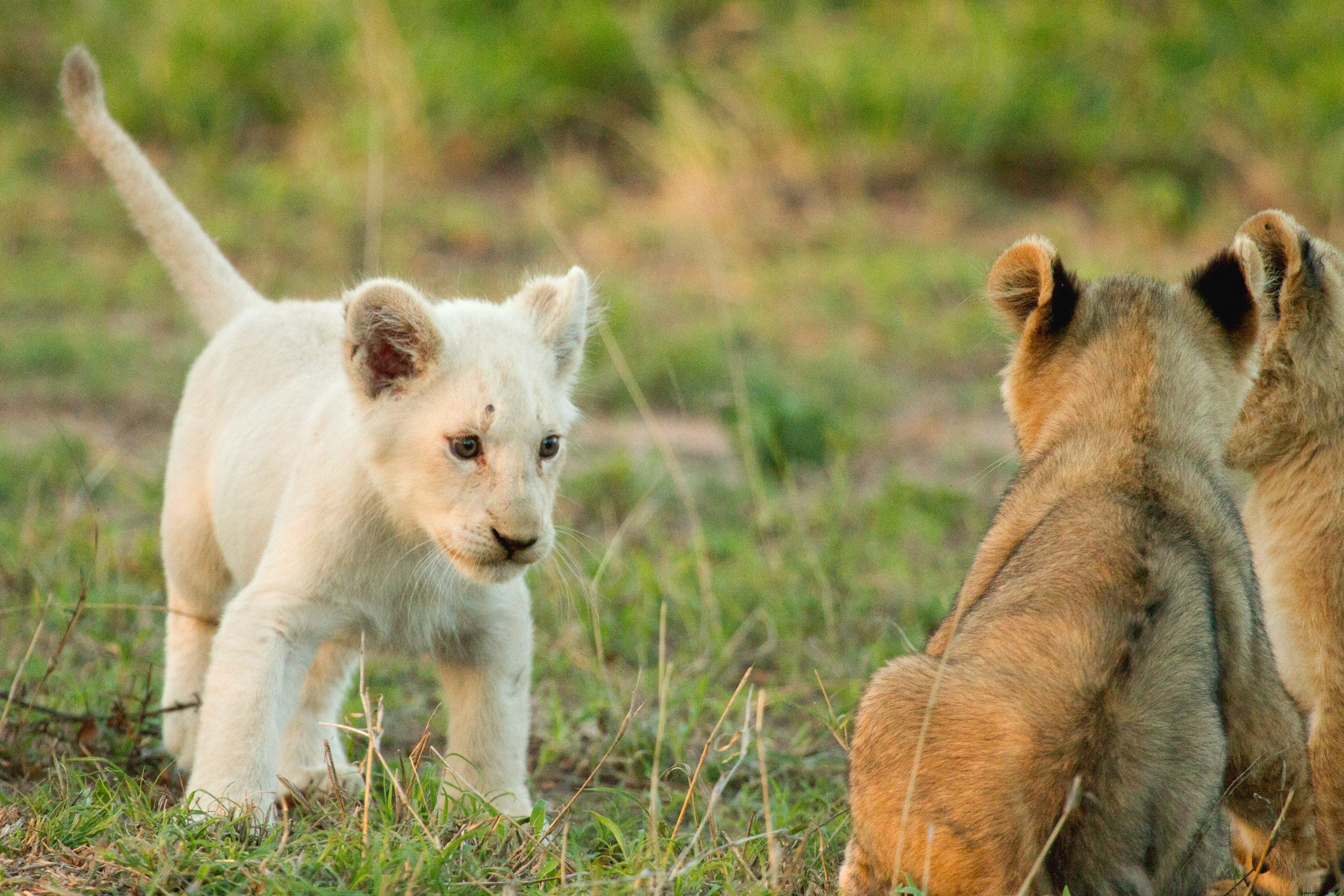 From Myth to Reality: The Rare White Lions of Timbavati in Ngala Private Game Reserve