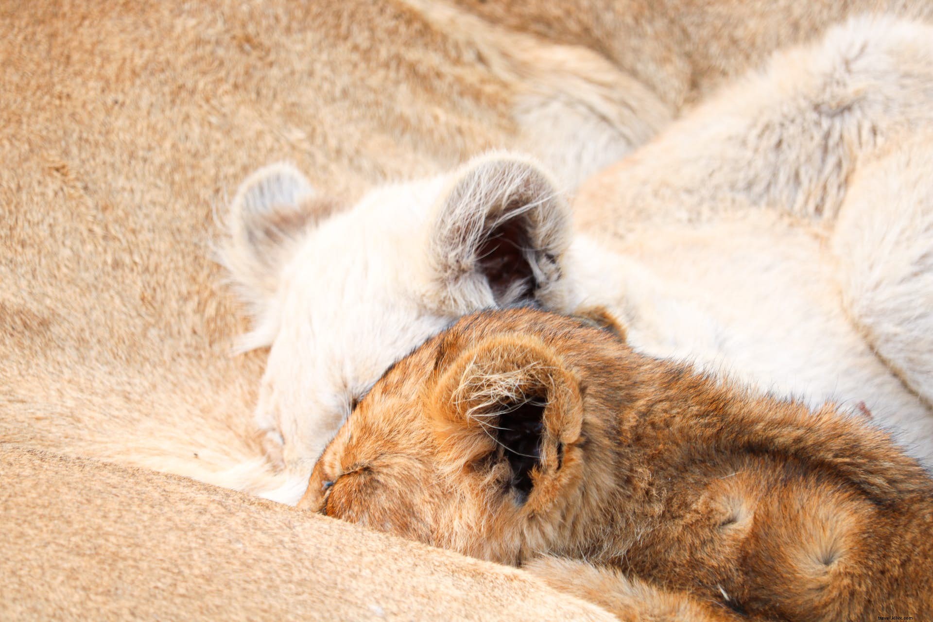 From Myth to Reality: The Rare White Lions of Timbavati in Ngala Private Game Reserve
