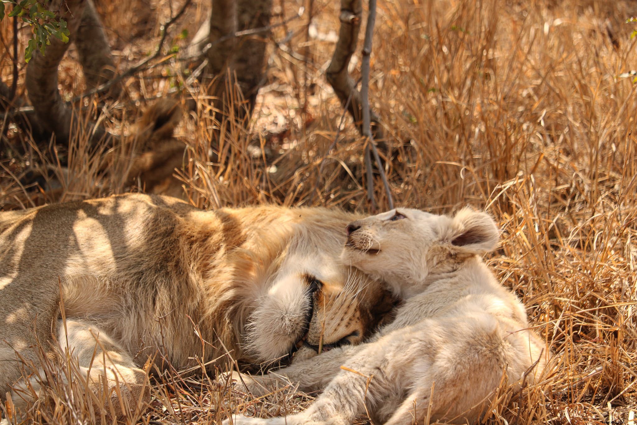 From Myth to Reality: The Rare White Lions of Timbavati in Ngala Private Game Reserve