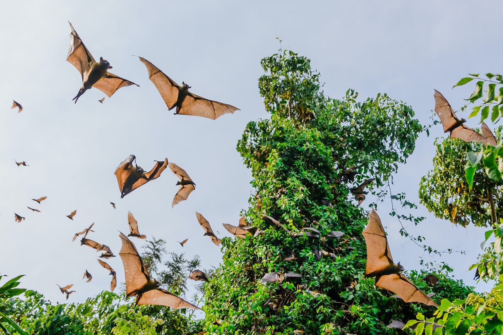 8 Remarkable Lesser-Known Animal Migrations Around the World