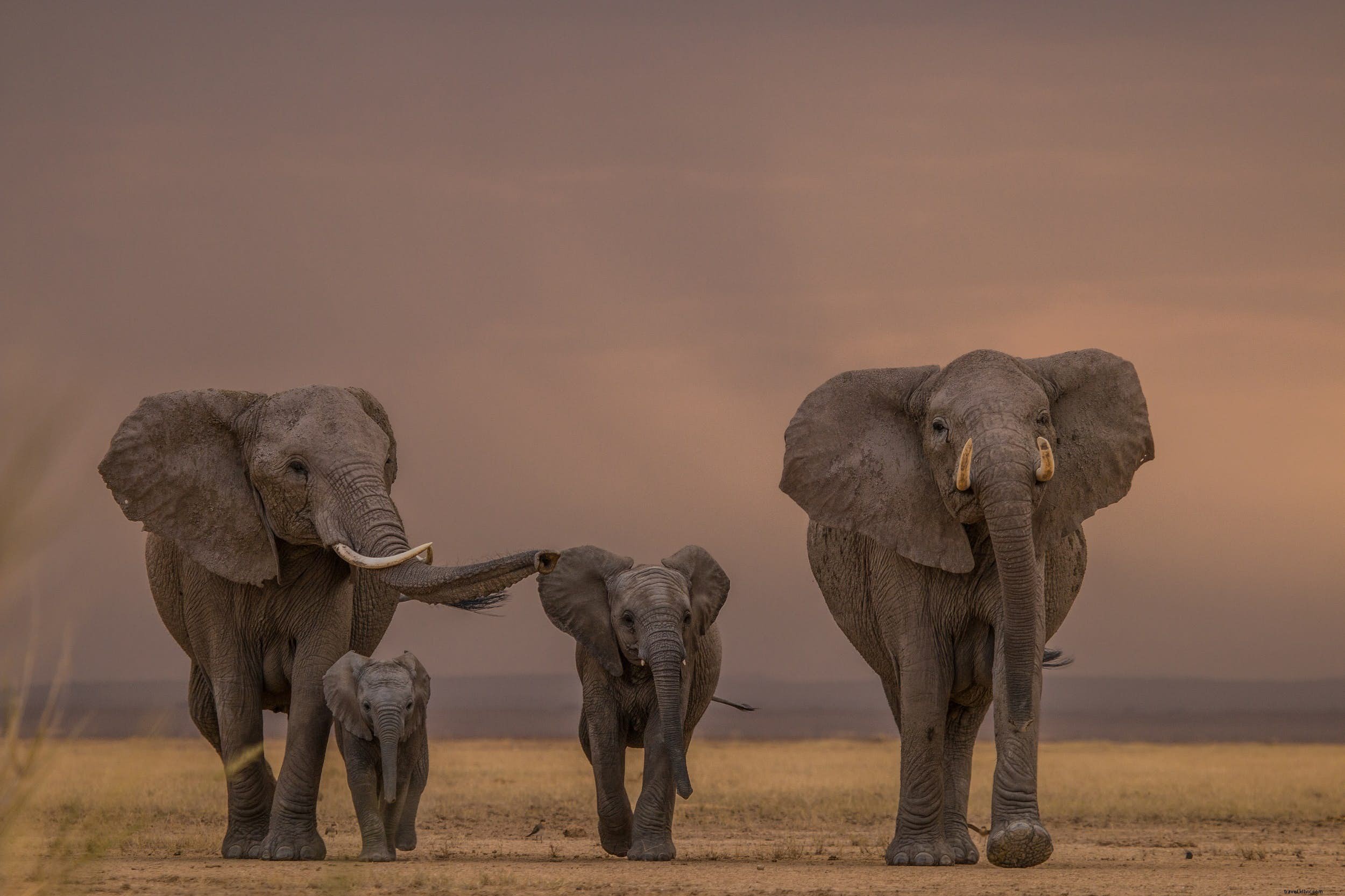 African Elephants: Majestic Giants of the Savanna – Facts, Behavior, and Prime Safari Spots