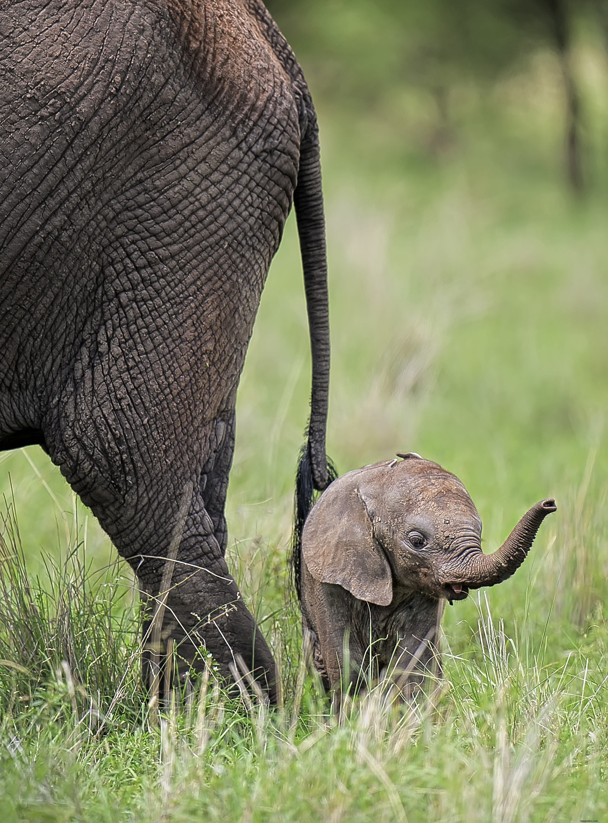 African Elephants: Majestic Giants of the Savanna – Facts, Behavior, and Prime Safari Spots