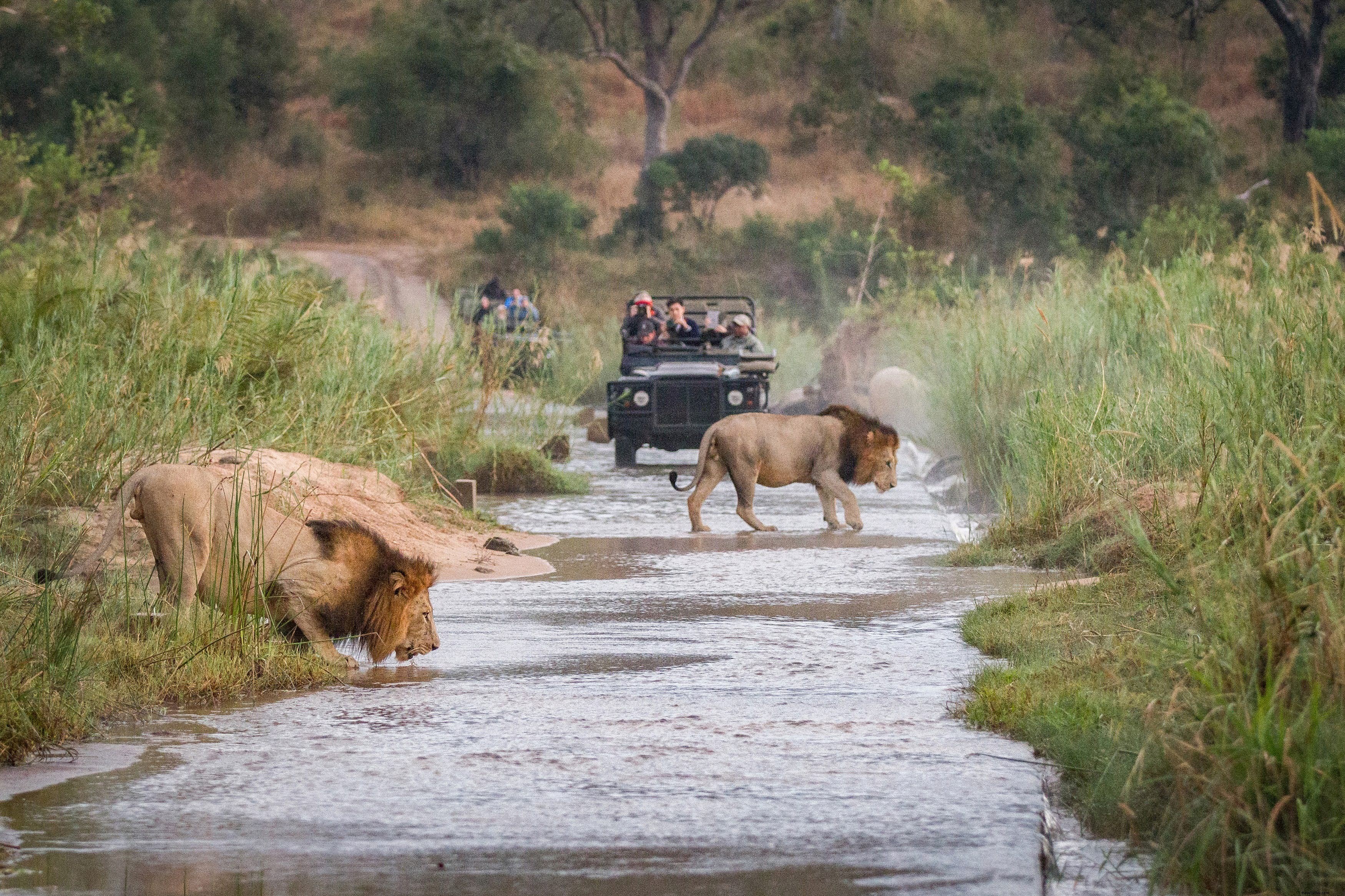 Expert Tips to Make Your African Safari Affordable and Unforgettable