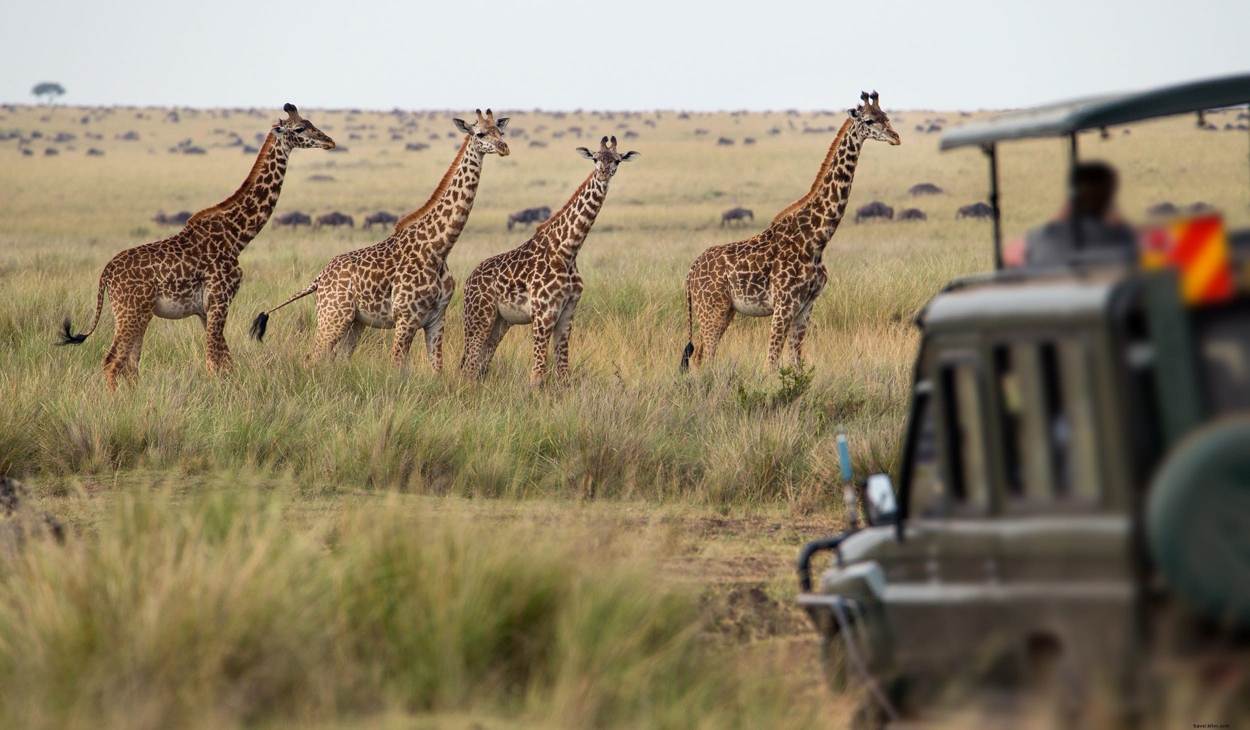 Expert Tips to Make Your African Safari Affordable and Unforgettable