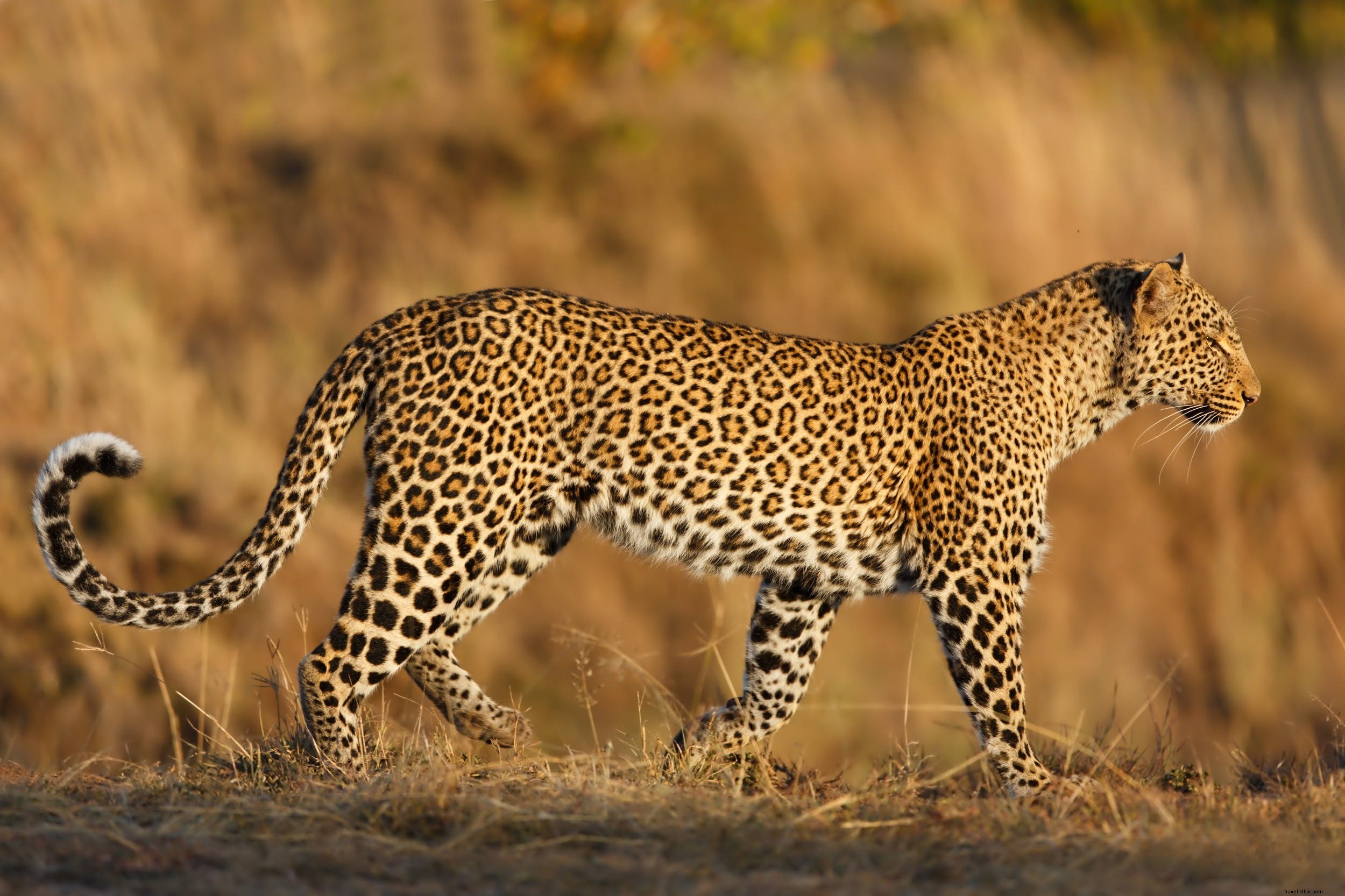 African Leopards: The Elusive Big Cat s Secrets and Top Safari Spots to See Them