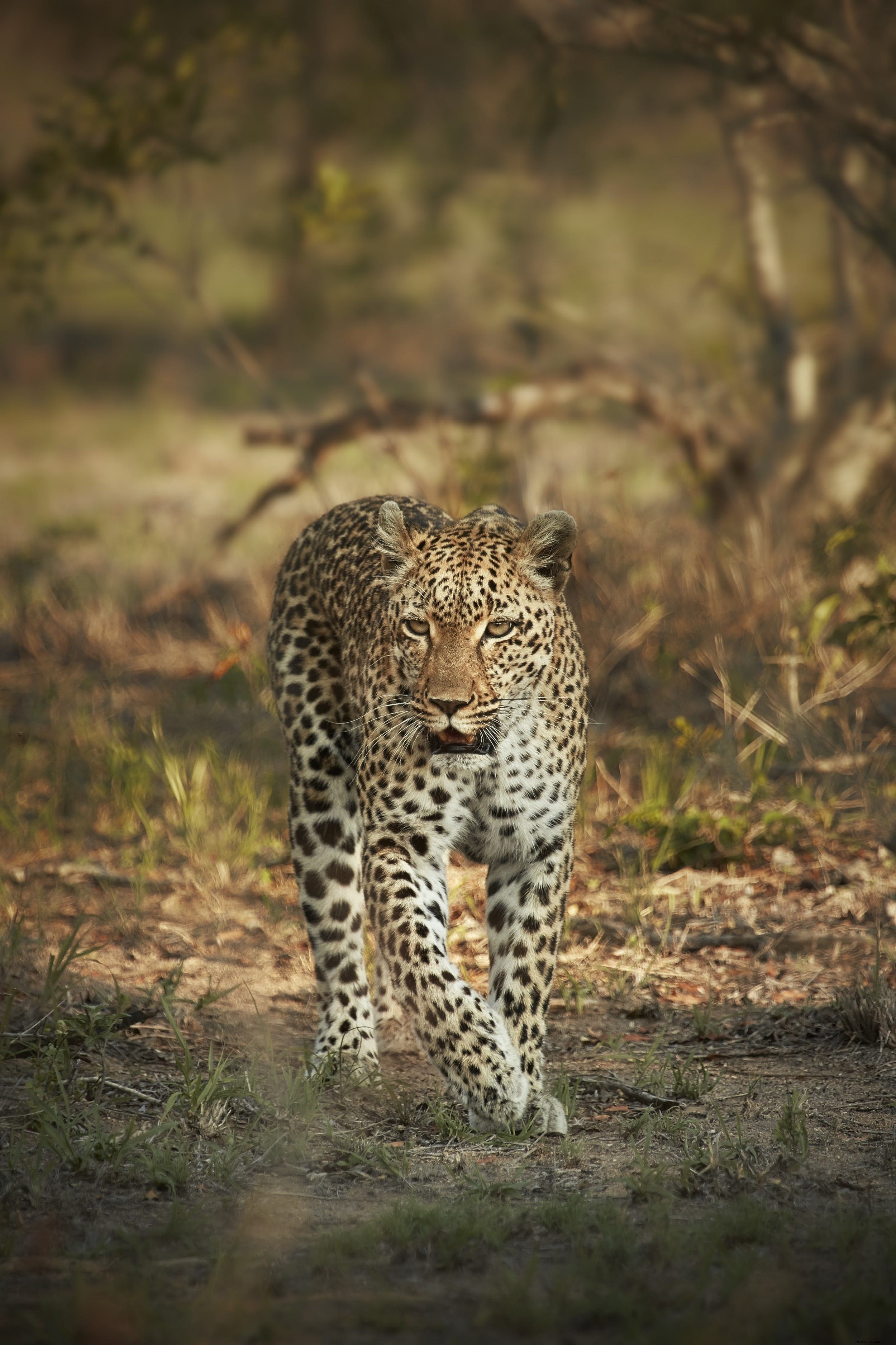 African Leopards: The Elusive Big Cat s Secrets and Top Safari Spots to See Them