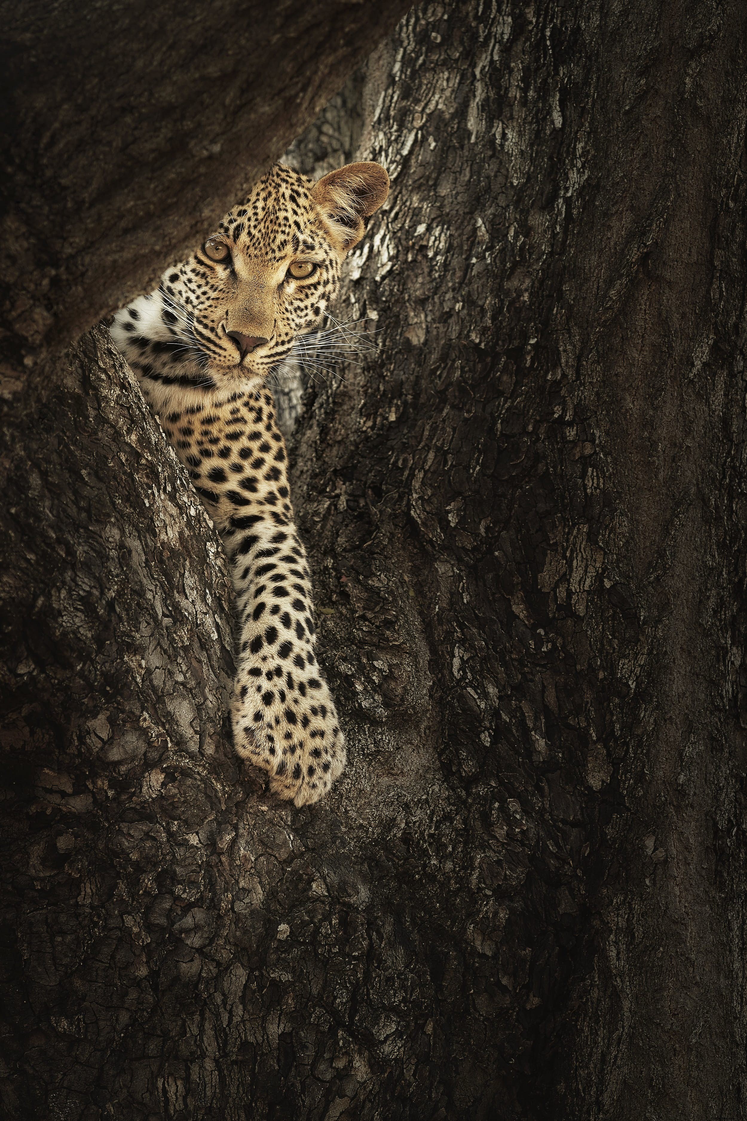 African Leopards: The Elusive Big Cat s Secrets and Top Safari Spots to See Them