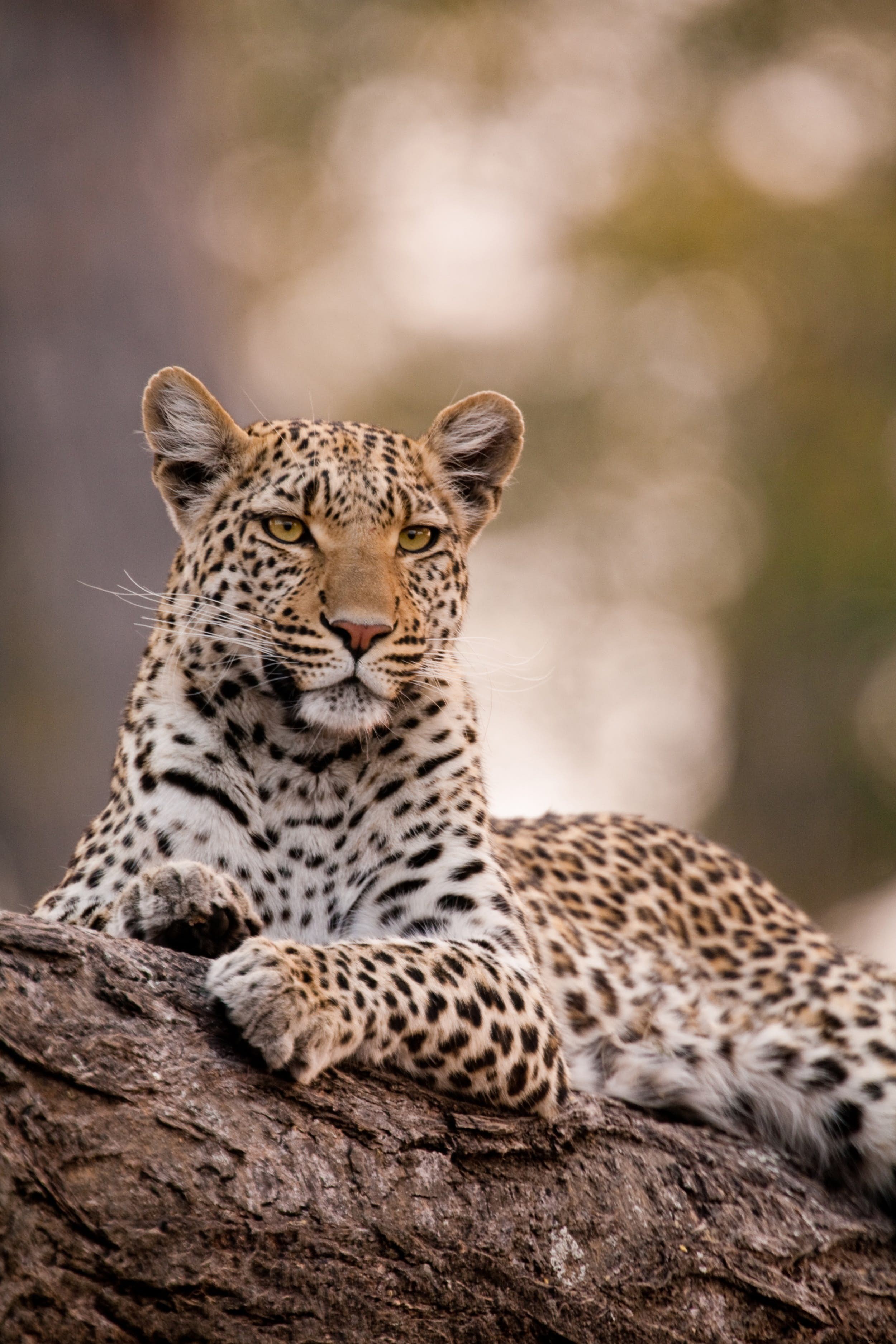 African Leopards: The Elusive Big Cat s Secrets and Top Safari Spots to See Them