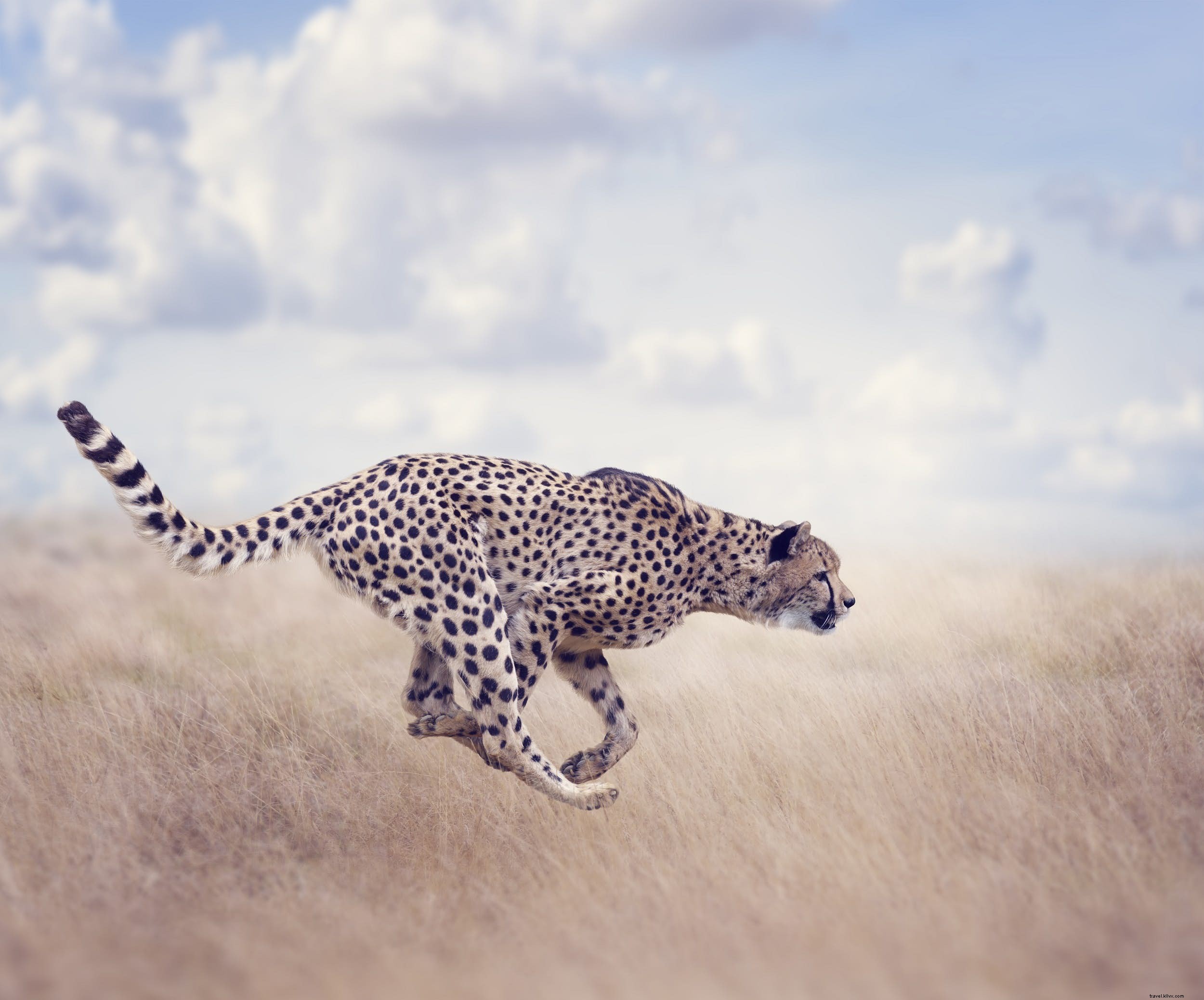 Cheetahs: The World s Fastest Land Animals – Key Facts, Behavior, and Top Safari Spots in Africa