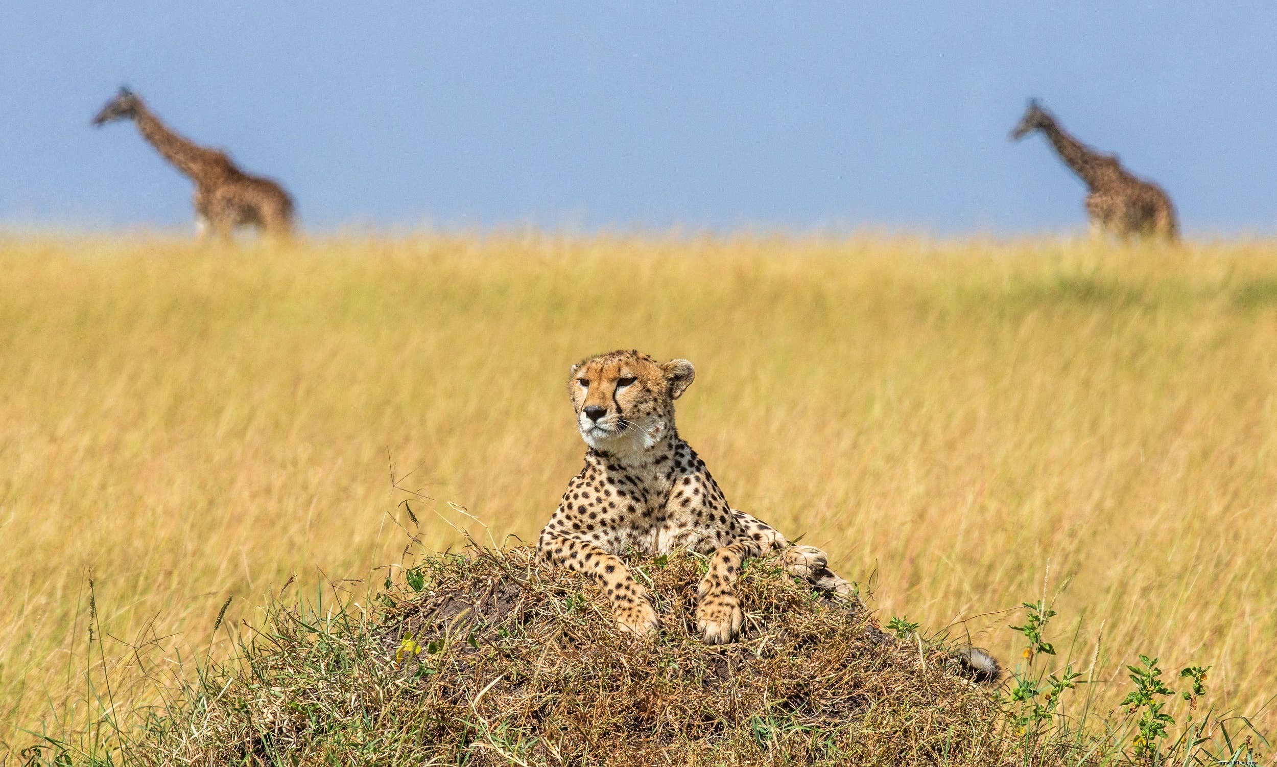 Cheetahs: The World s Fastest Land Animals – Key Facts, Behavior, and Top Safari Spots in Africa